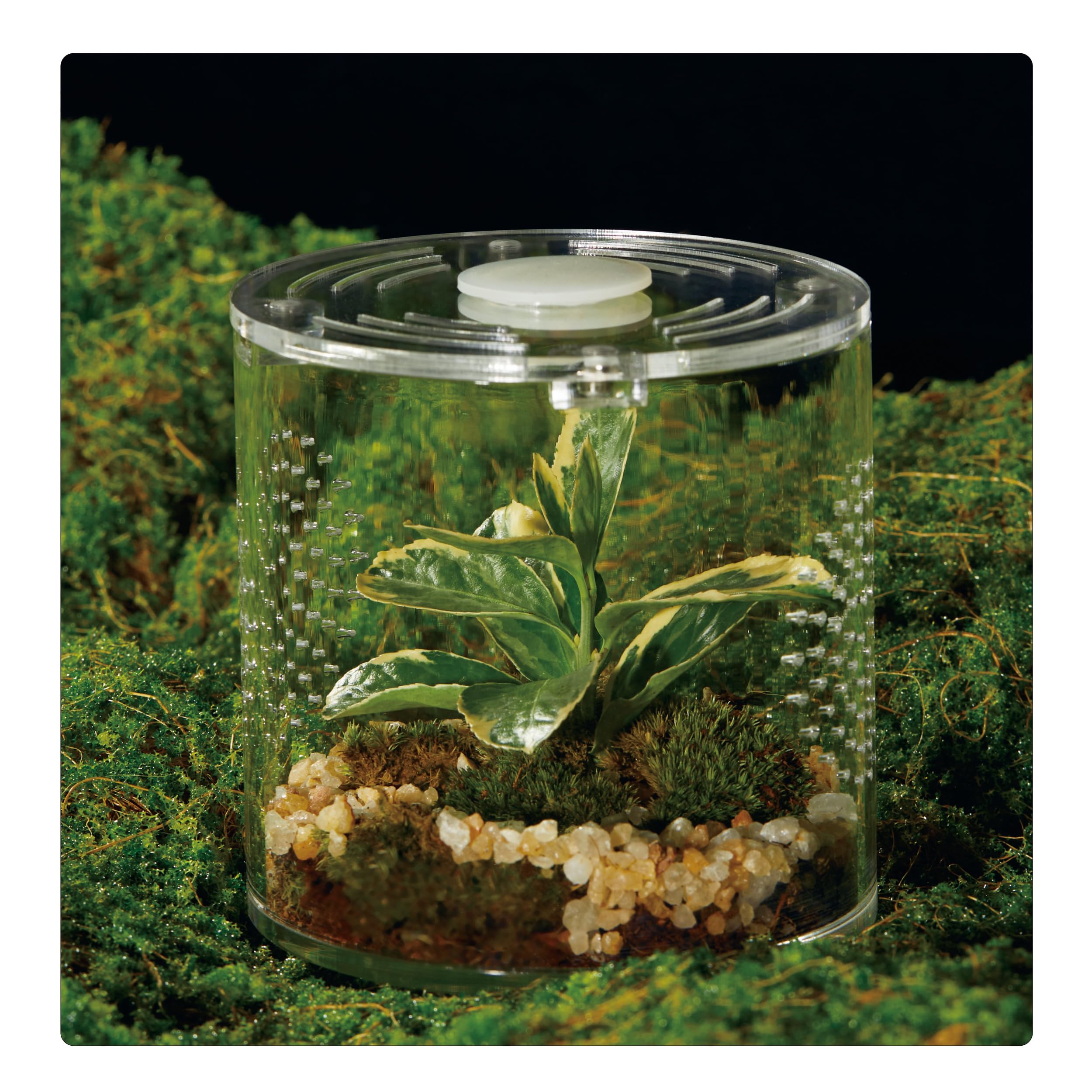 Acrylic Terrarium for Reptiles & Spiders - Small/Medium/Large Leak-Proof Enclosure (Horizontal/Vertical) | Ideal for Tarantulas,