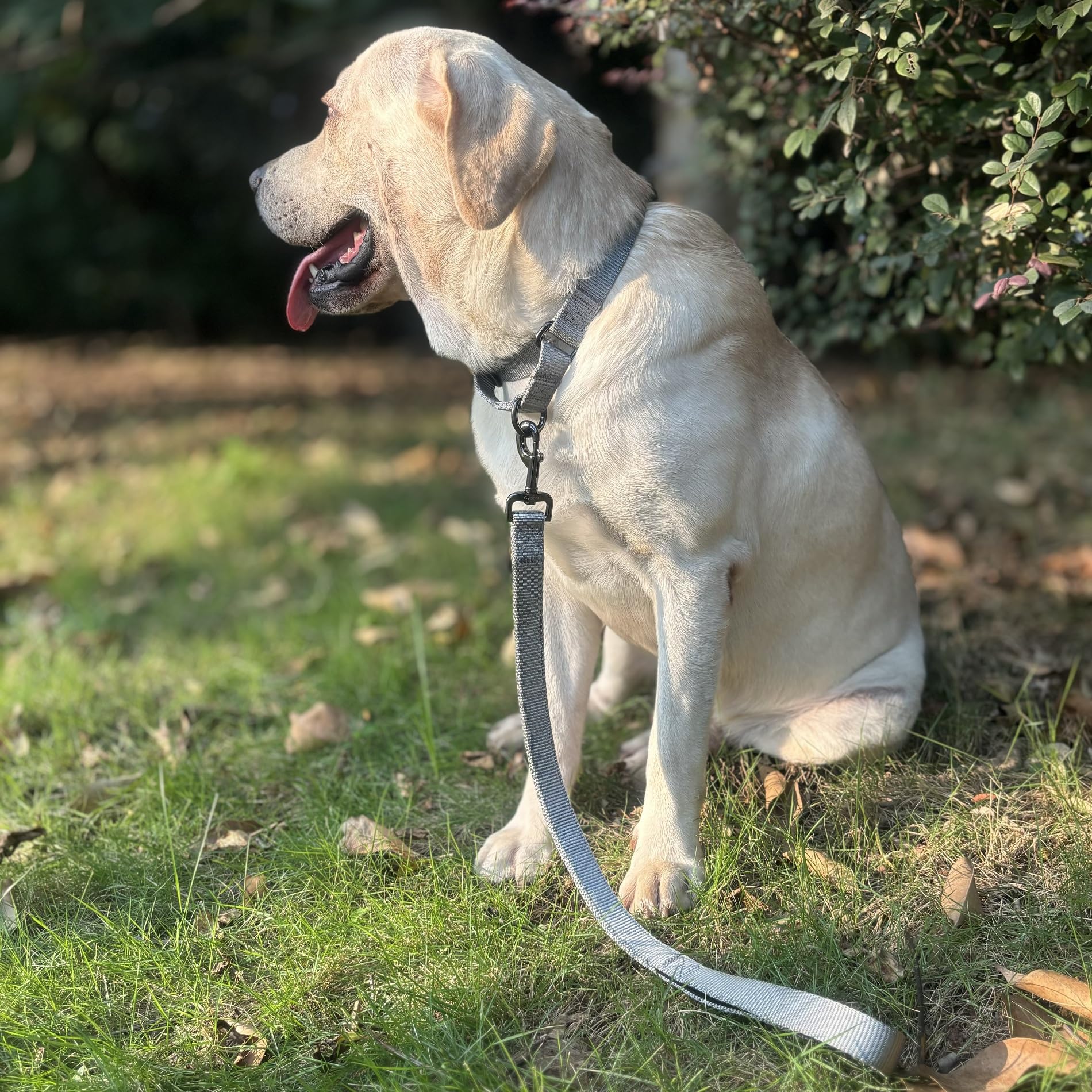 Cyclpet Premium 24 Inches Nylon Short Dog Leash With Heavy Duty Clip And Comfortable Padded Handle For Large Medium Breed Dogs D