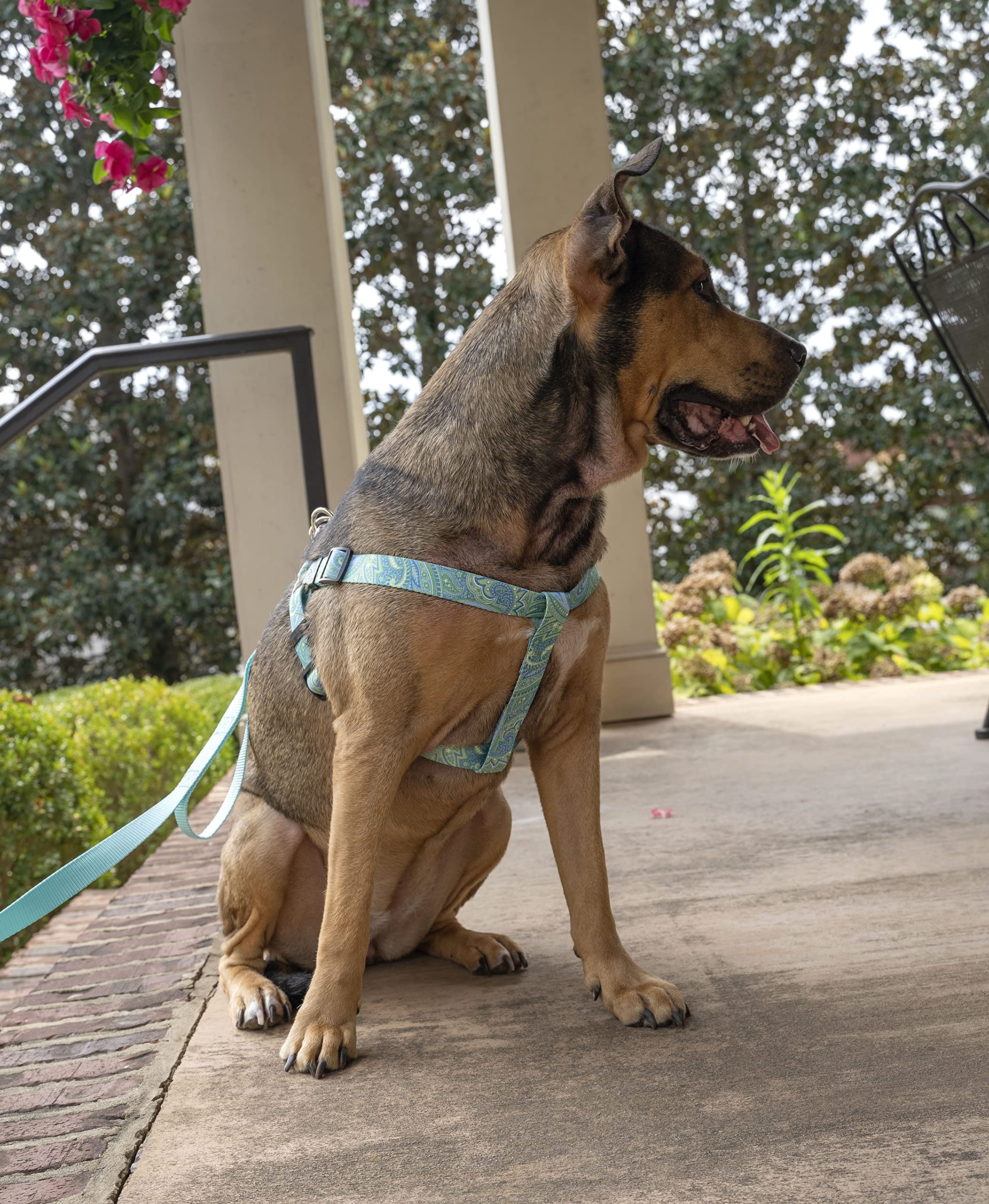 Country Brook Petz - Green Paisley Step-In Dog Harness - Paisley Collection Featuring Classy Designs (5/8 Inch, Small)