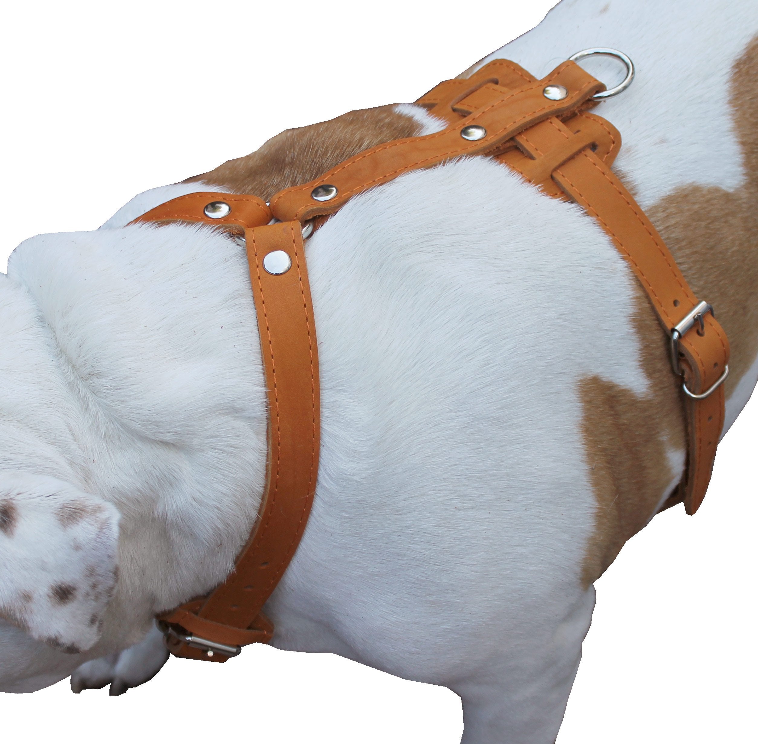 Genuine Leather Dog Harness, 29''-37'' Chest, 1'' Wide Straps, Doberman, Pitbull, Bullterrier