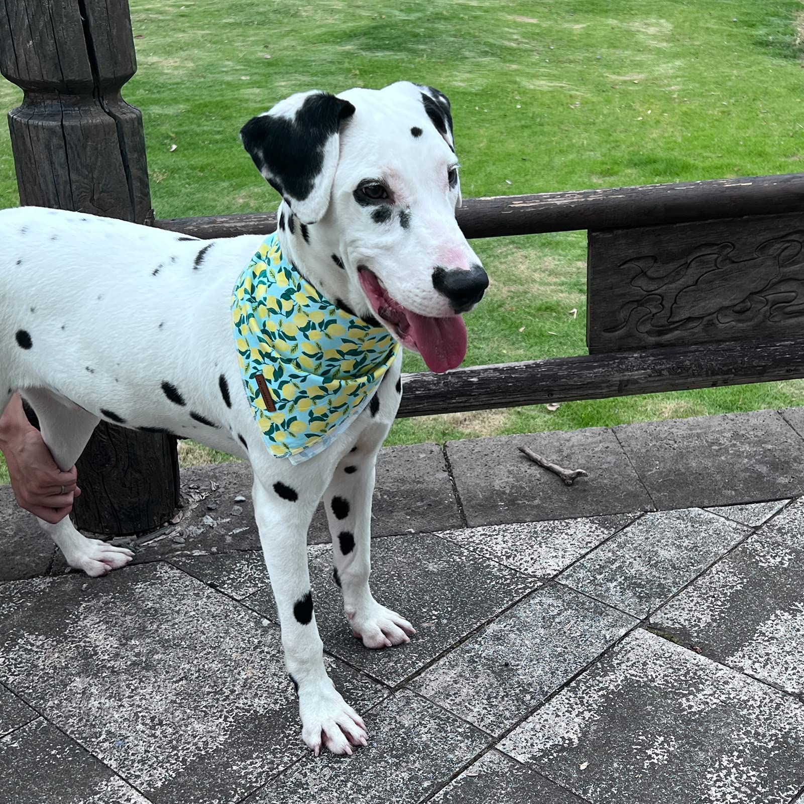 Mr. Chubbyface Spring Lemon Dog Bandanas Reversible Triangle Bibs Scarf Accessories For Dogs Cats Pets