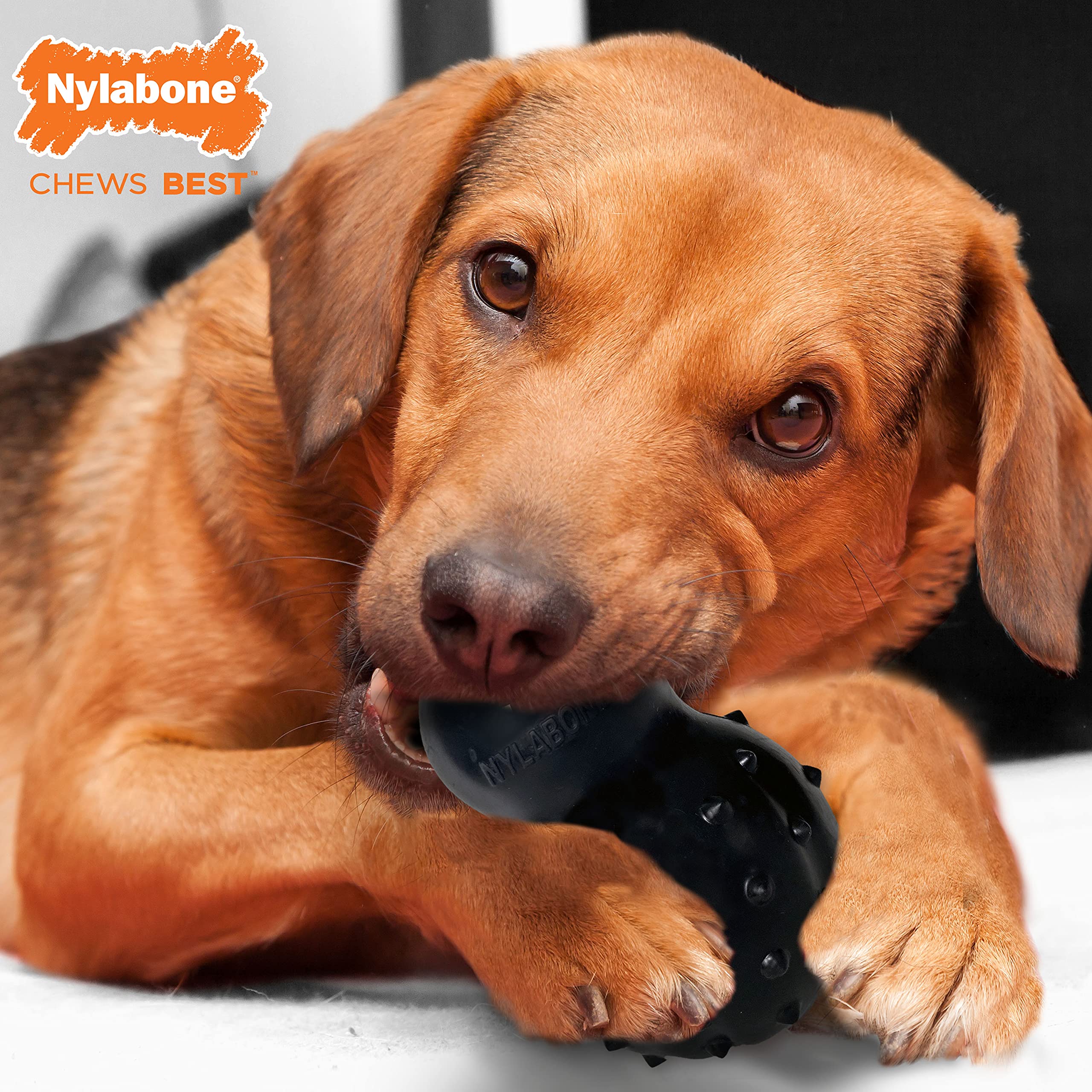 Nylabone Strong MAX Chew Cone Stuffable Chew Toy for Dogs, Beef Flavored Fillable Treat Toy, Medium/Wolf - Up to 35 lbs. (1 Coun
