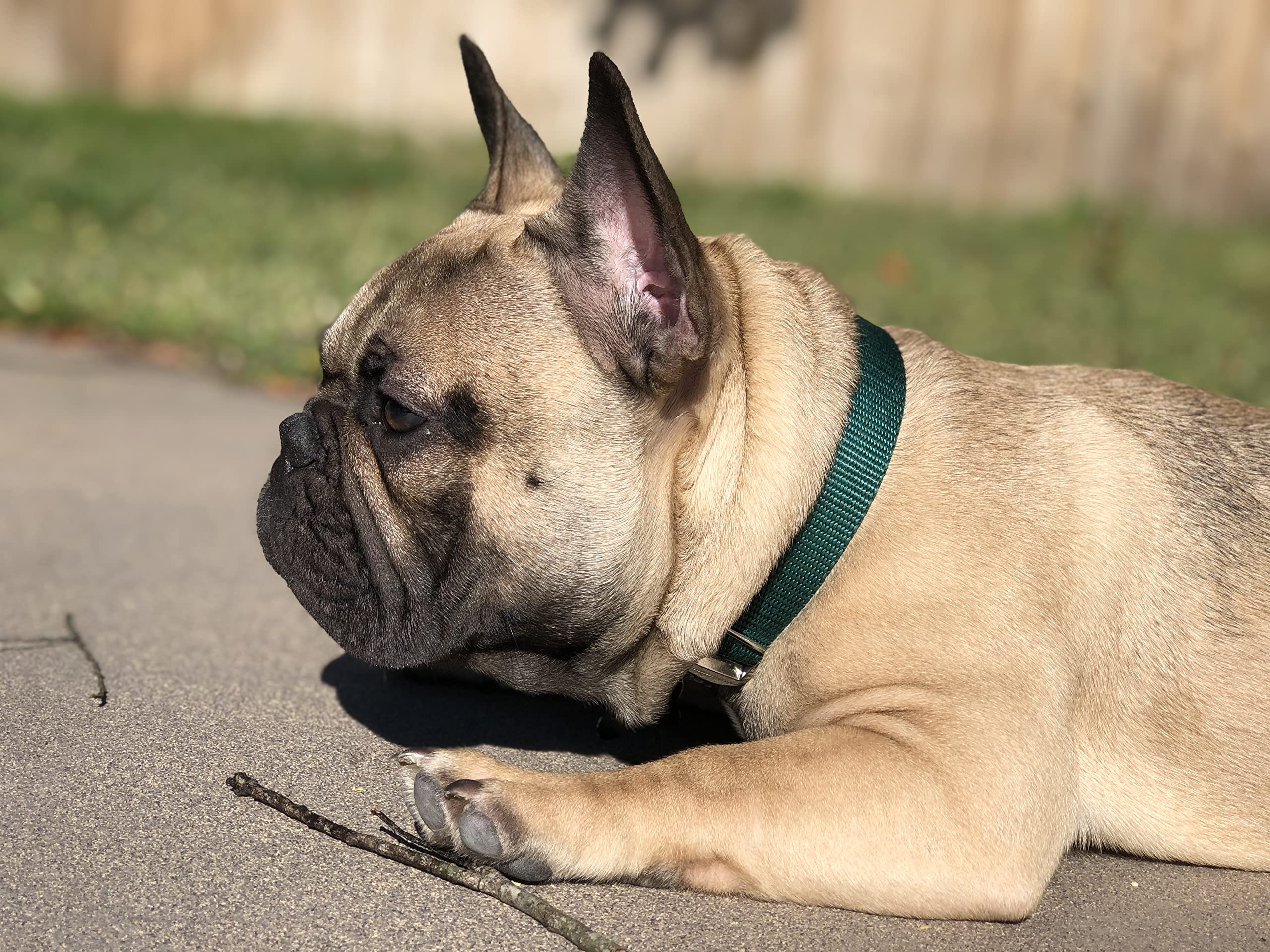 Country Brook Petz - Green Martingale Heavy Duty Nylon Dog Collar - 21 Vibrant Color Options (3/8 Inch Width, Micro)