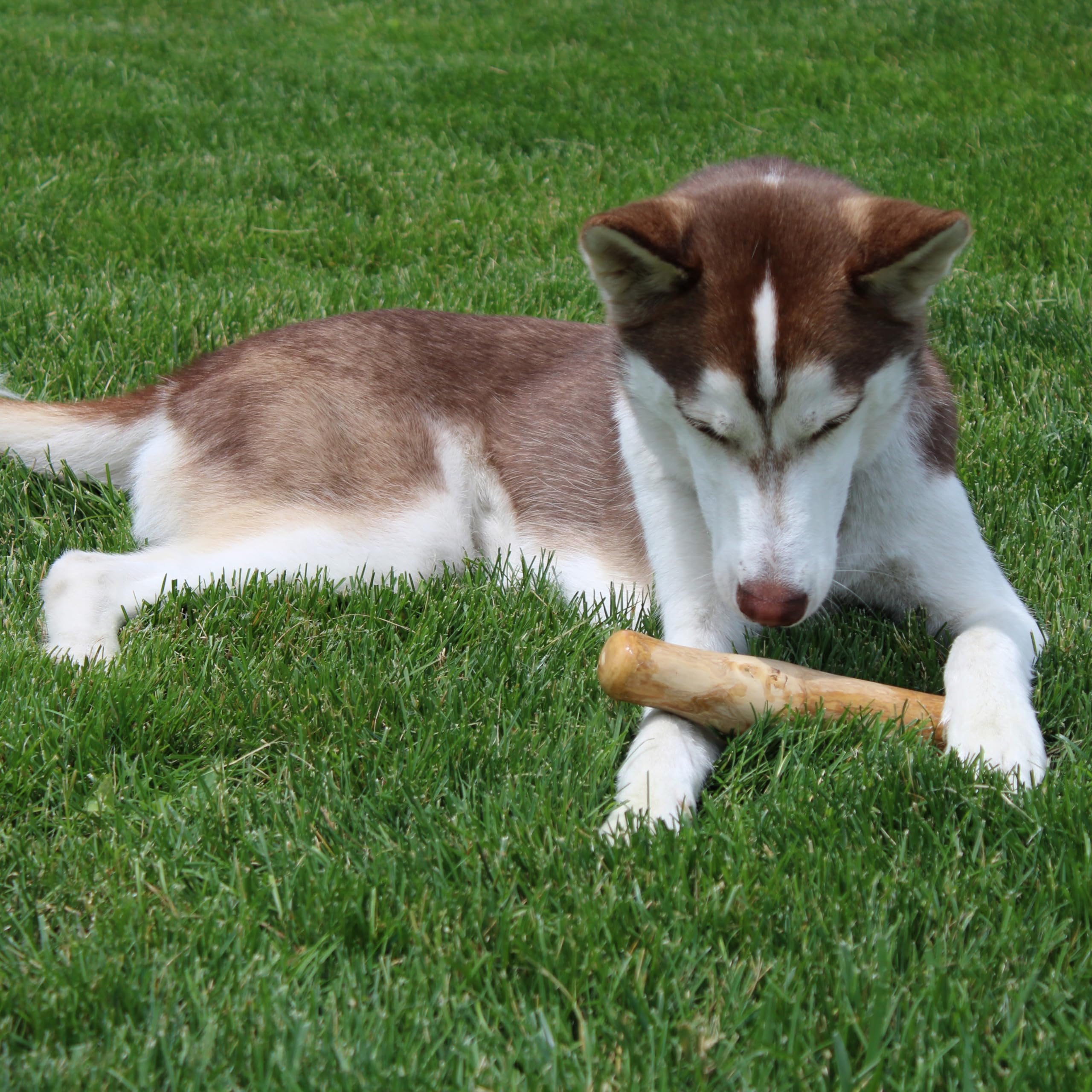 Spot Coffee Wood Dog Chew Toy – 100% Natural & Sustainably Sourced Non-Splintering Wood From Coffee Plants, Long Lasting, Durable Toy For Aggressive Chewers, For Medium Dogs And Puppies Up To 44Lbs