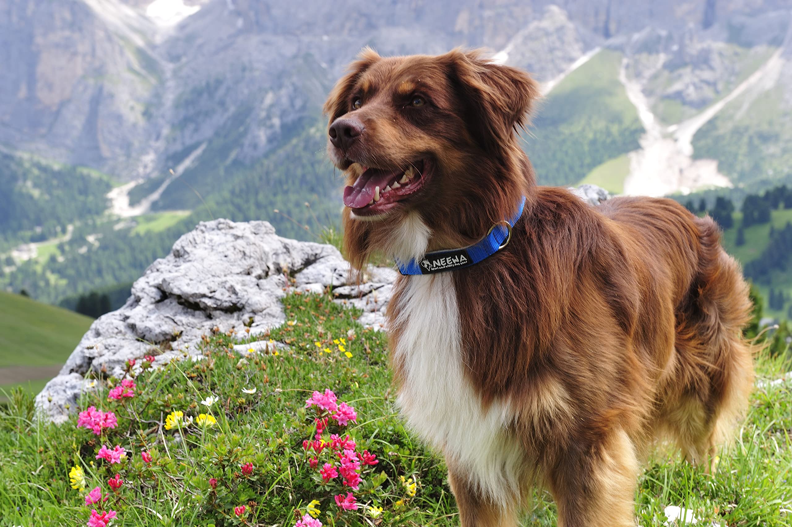 Neewa Easy Fit Dog Collar (One-Size-Fits-All, Pink); Heavy Duty Material And Long Lasting Colors - Ideal For Small, Medium And L