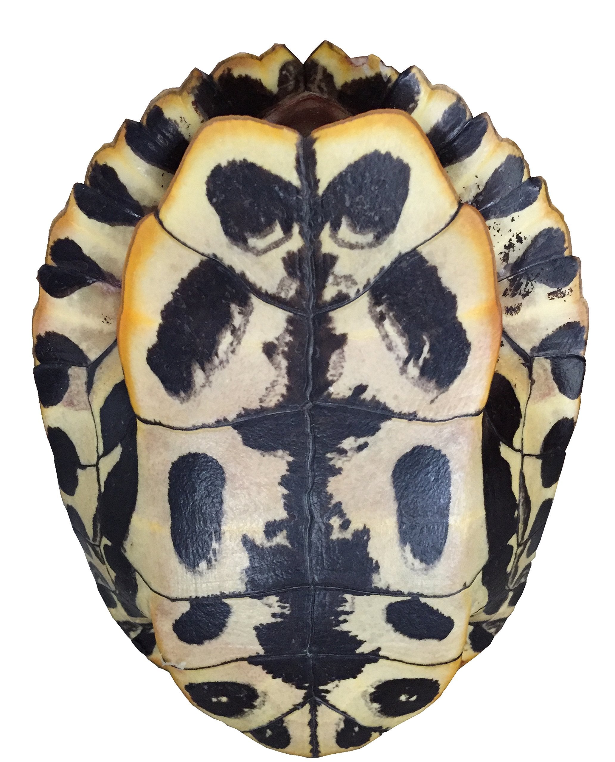 Pond Turtle Shell (6-8 Inches) (Natural Bone Quality A) Red Eared Slider Real Turtle Shell - Genuine - Authentic