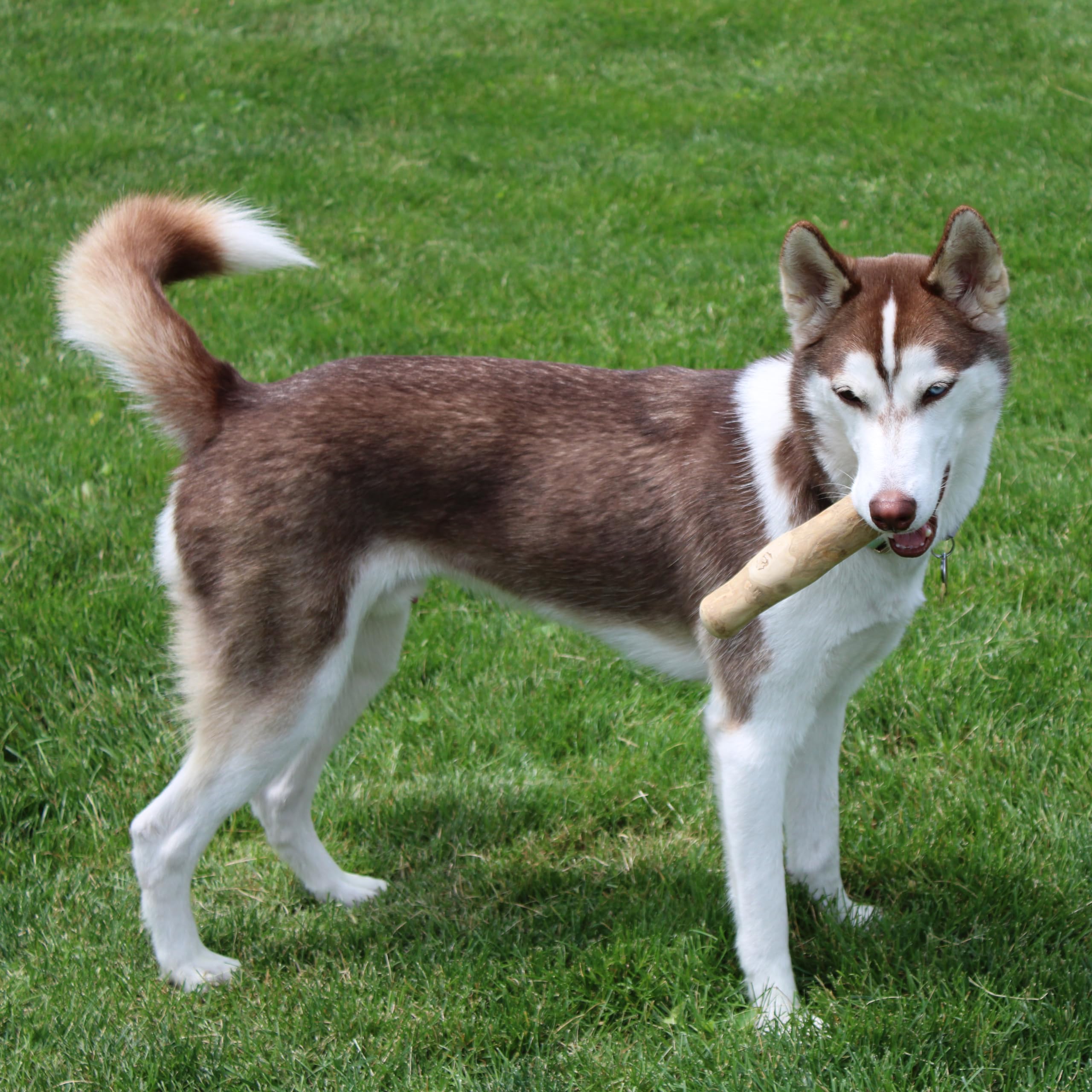 Spot Coffee Wood Dog Chew Toy – 100% Natural & Sustainably Sourced Non-Splintering Wood From Coffee Plants, Long Lasting, Durable Toy For Aggressive Chewers, For Medium Dogs And Puppies Up To 44Lbs