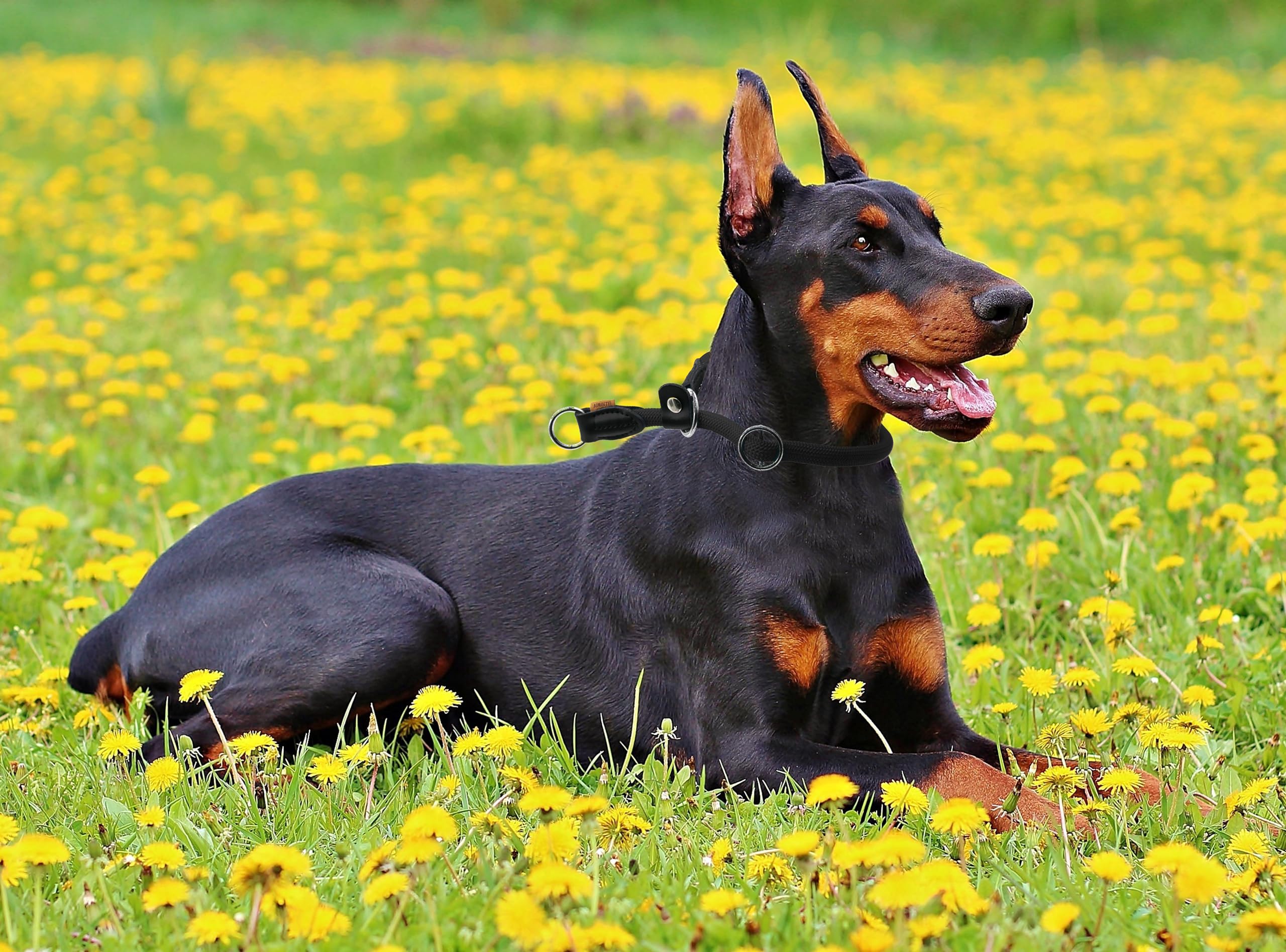 Aiminto Braided Round Martingale Dog Collar, Training Collar With Slidable Stop Ring And Adjustable Stopper - Ideal For Extra La
