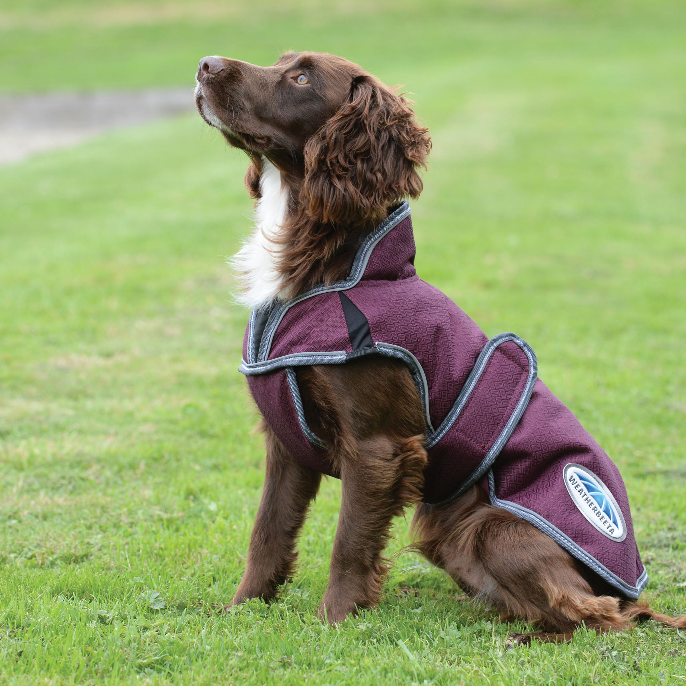 Weatherbeeta Comfitec Premier Free Parka Deluxe Dog Coat Medium, Maroon/Grey/White, 10''