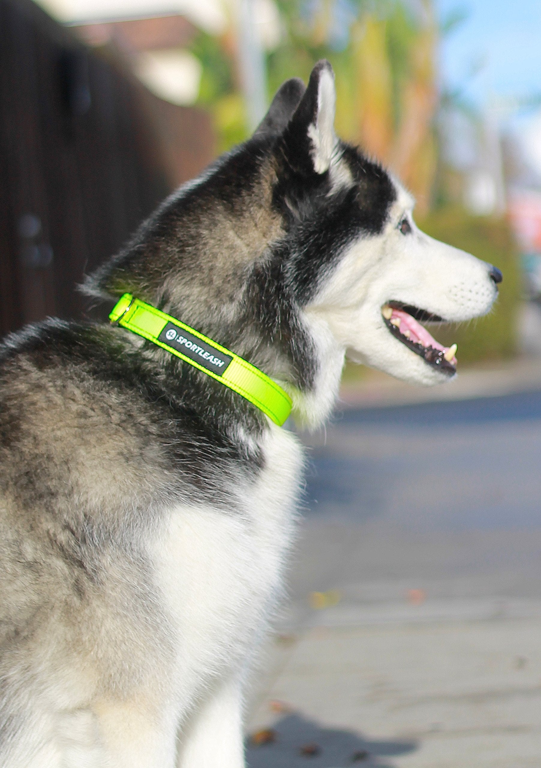 Sportleash Neoprene Dog Collar | Waterproof Dog Collar | Soft Dog Collar | Odor Free Dog Collar | Premium Dog Collar | Dog Collar For Medium Dogs & Large Dogs