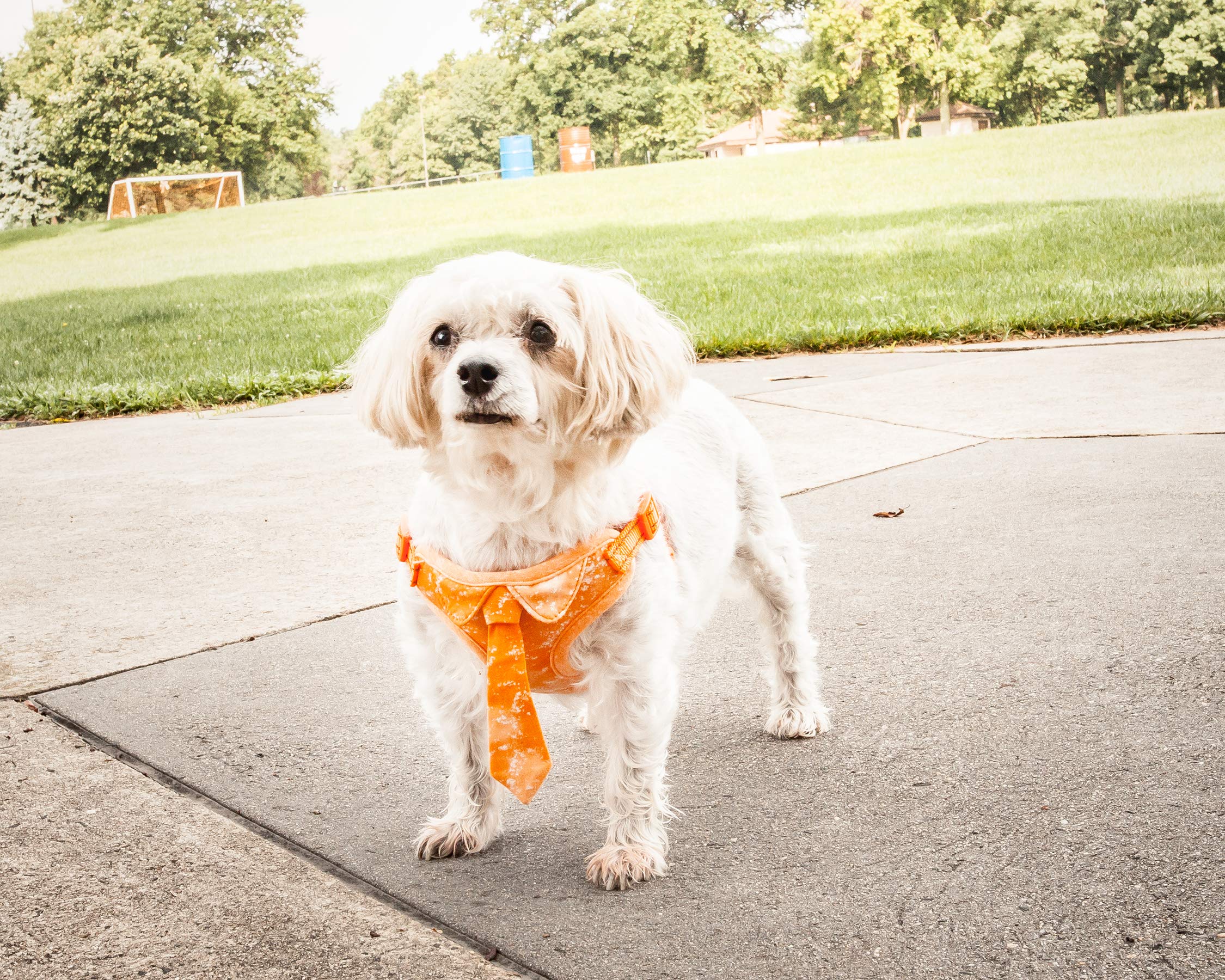 Pet Life ® 'Bonatied' Dog Harness with Built-in Designer Necktie by Dog Collar - Pet Harness with Breathable Micro-mesh and Steel Dog Leash Connecting Loops