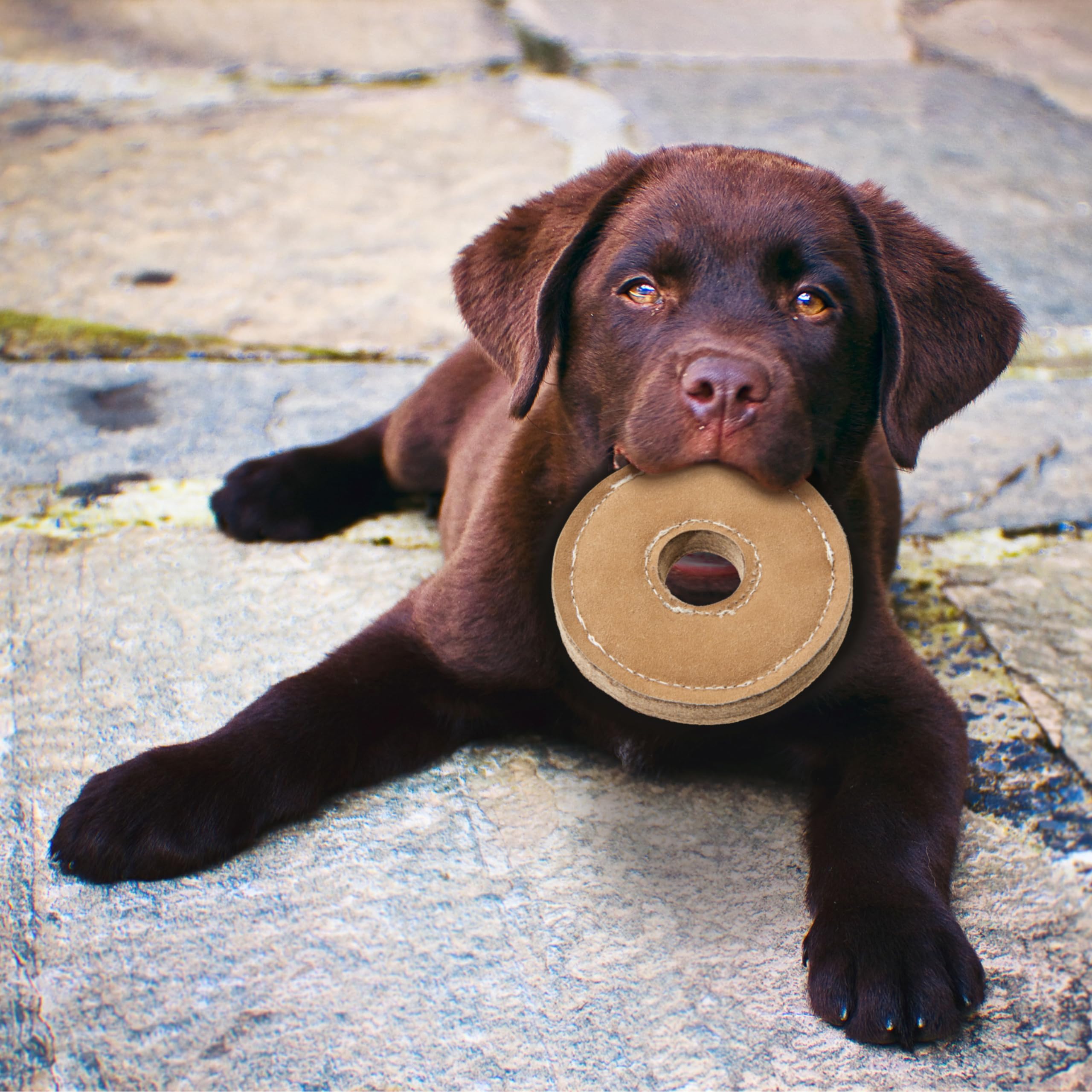 Spot Dura-Fused Chunkies Ring - All Natural Leather And Felt Dog Toy - No Squeak, No Fluff, Durable, Extra Thick Dog Chew Toy For Aggressive Chewers, Great For Adult Dogs And Teething Puppies, 6In