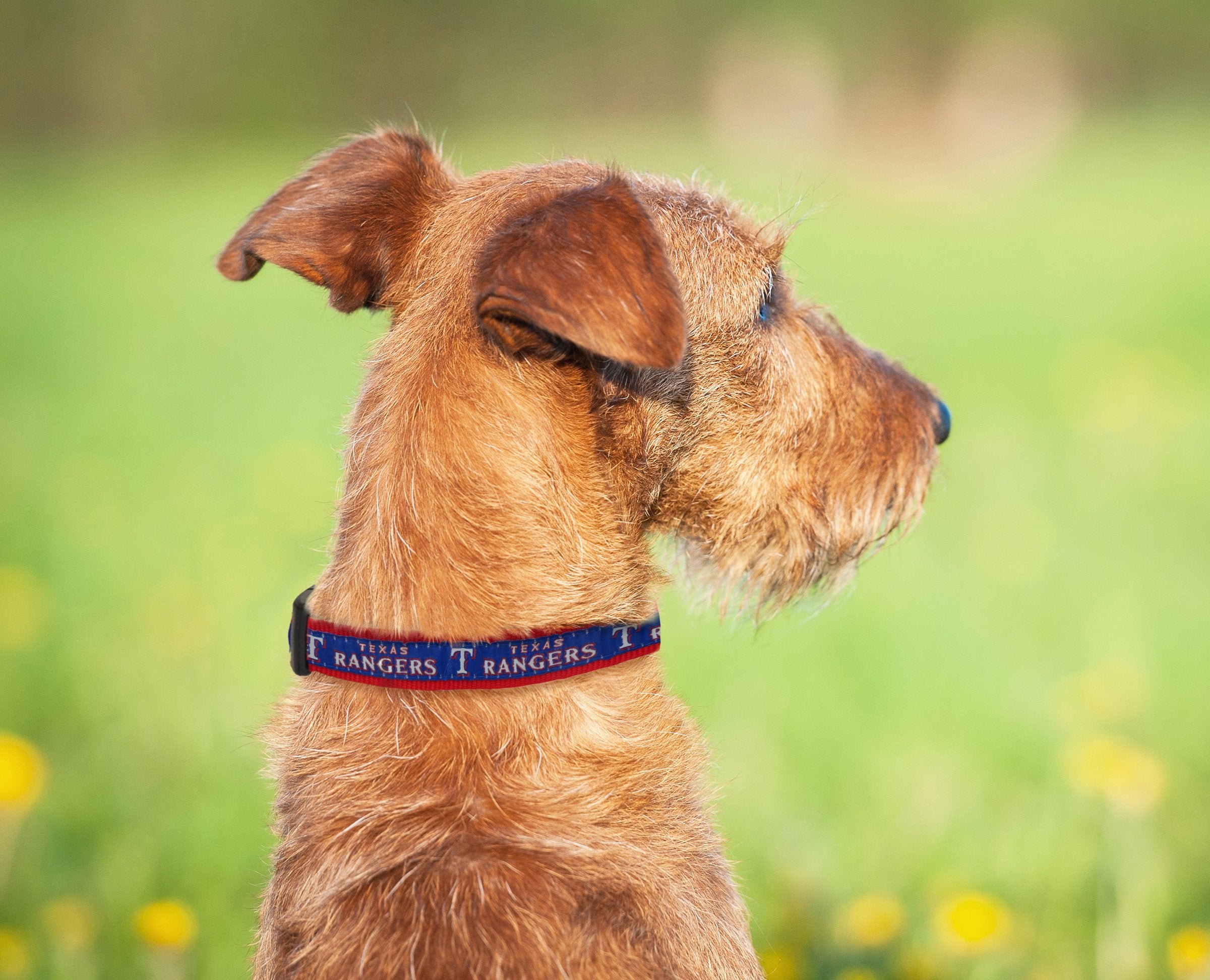 Pets First Texas Rangers Collar- Ribbon, Size: L (Ran-3036-L) (Ran-3036-Lg)