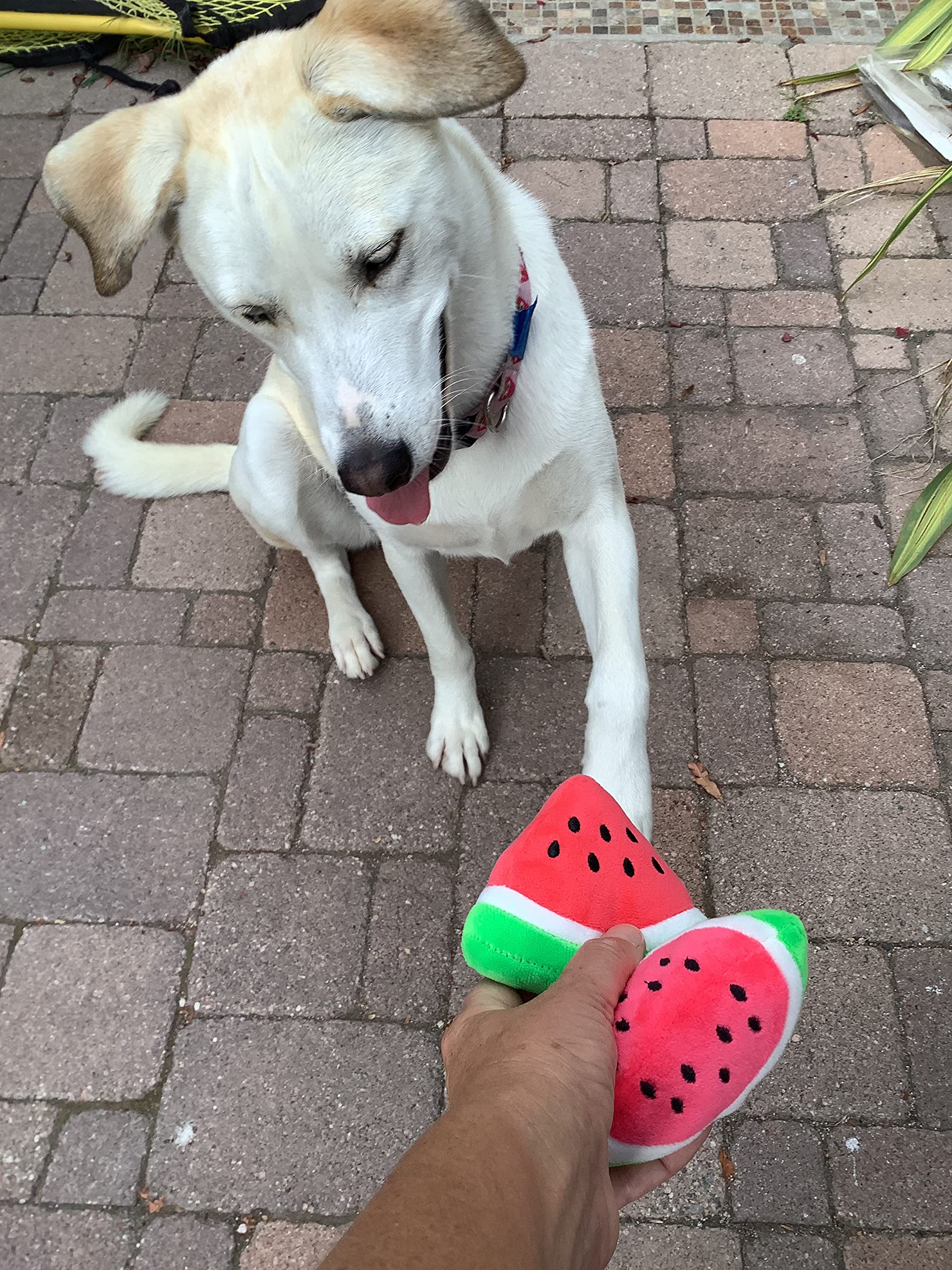 Glow Pups Dog Toy Watermelon 2-Pack For Small Dogs, Plush Squeaky Dog Toys For Small Dogs, Fun Cute Design, Promotes Mental Stim