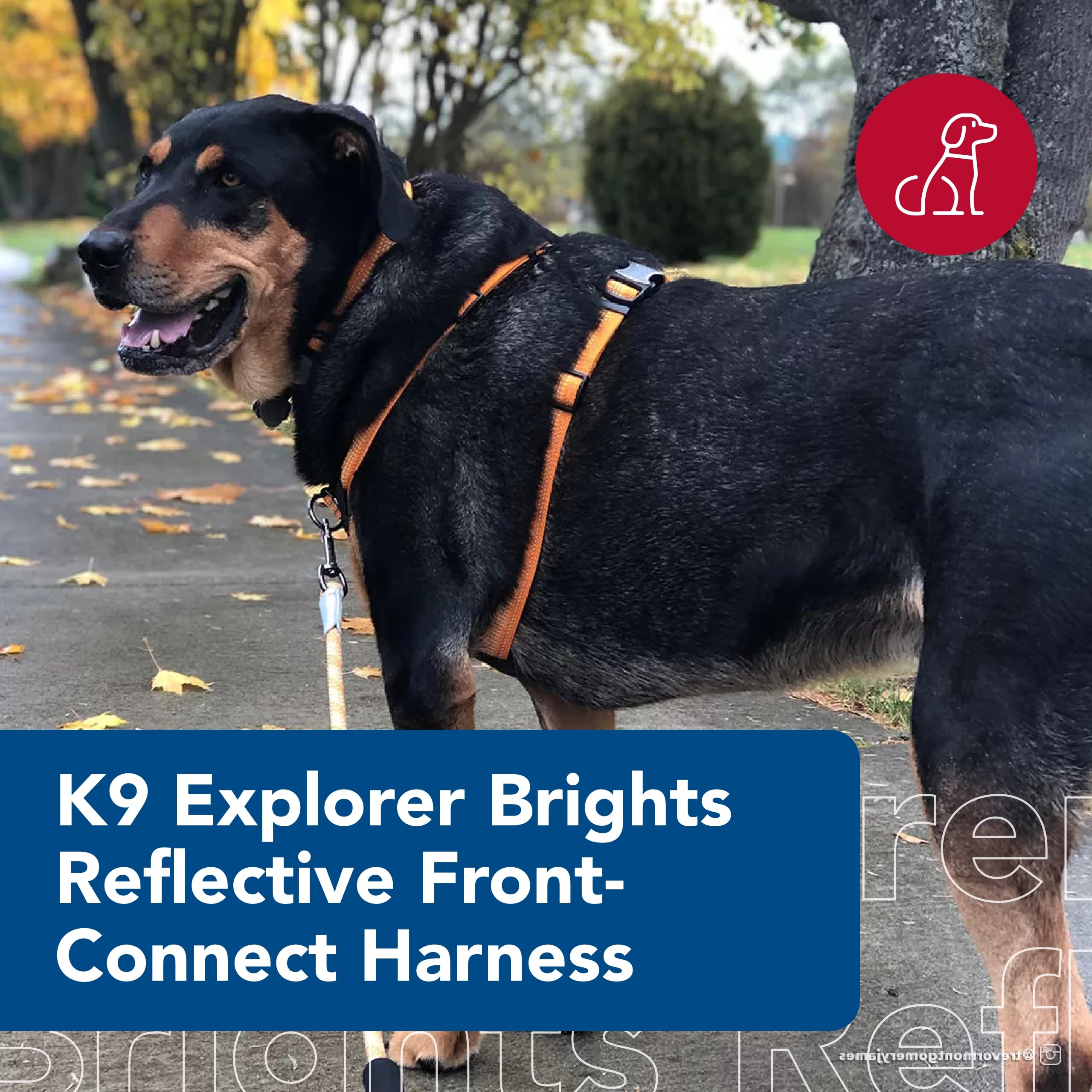 Coastal - K-9 Explorer - Brights Reflective Front-Connect Harness, Lake, 5/8'' X 12''-18''