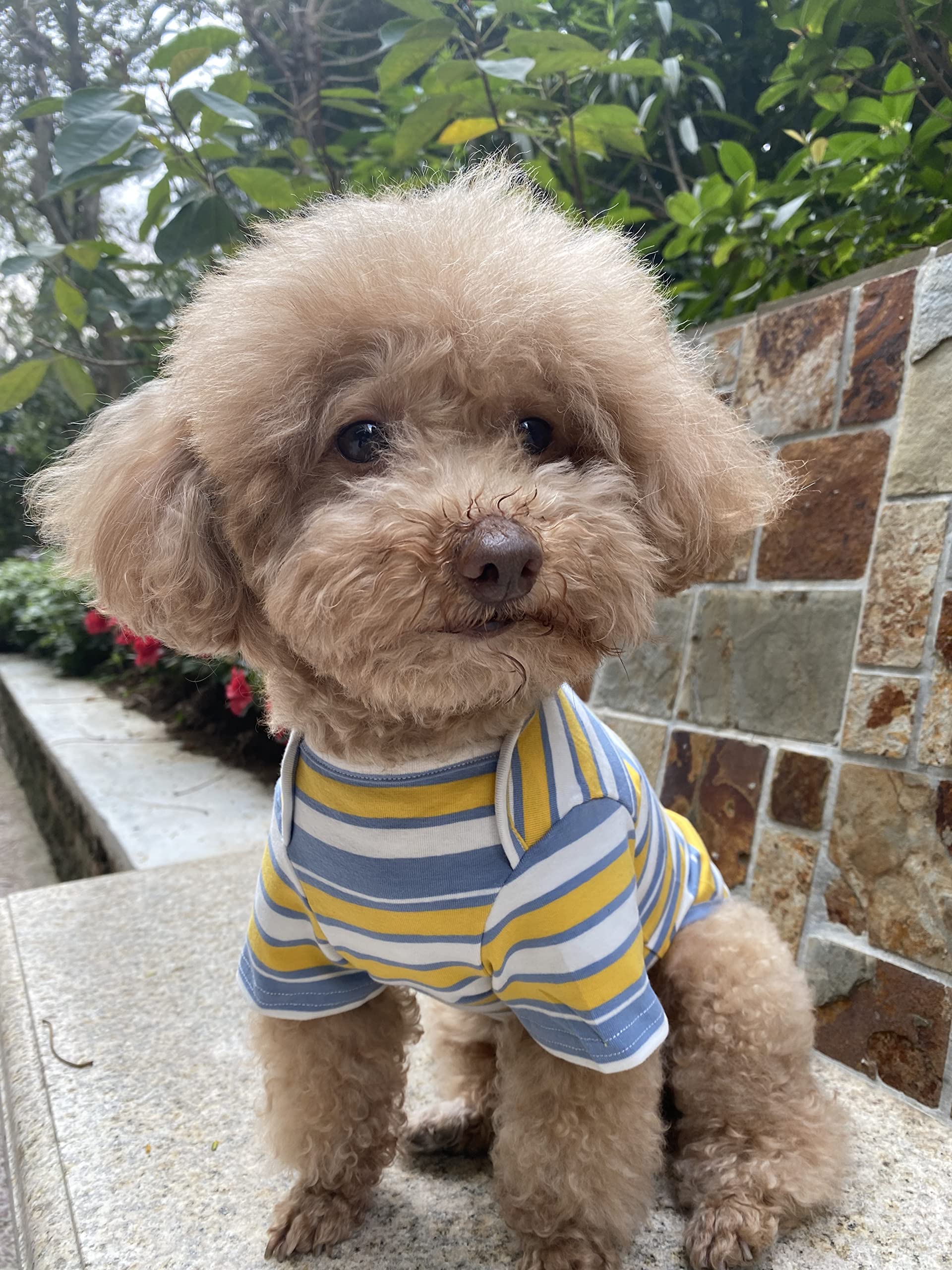 Knuffelen Dog Shirts Cotton Striped T-Shirt, Summer Pet Clothes For Small Dogs, 2-Pack Soft Puppy Apparel Cat Tee, Breathable Stretchy, Red Yellow Xxl