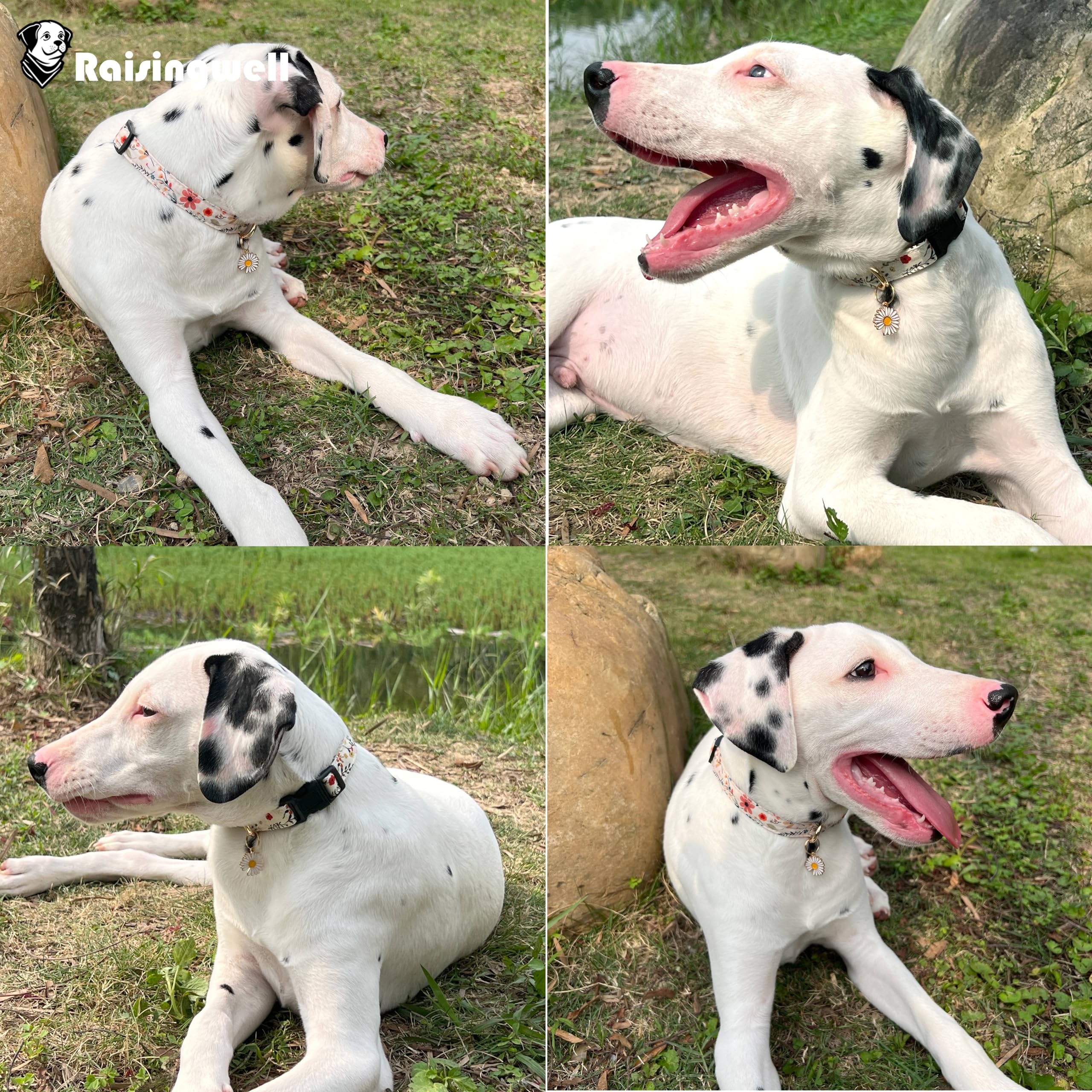 Raisingwell Cotton Dog Collar Light Pink Flower Pattern For Boys And Girls Cute Dog Collars Summer Fall Gift Adjustable For Smal