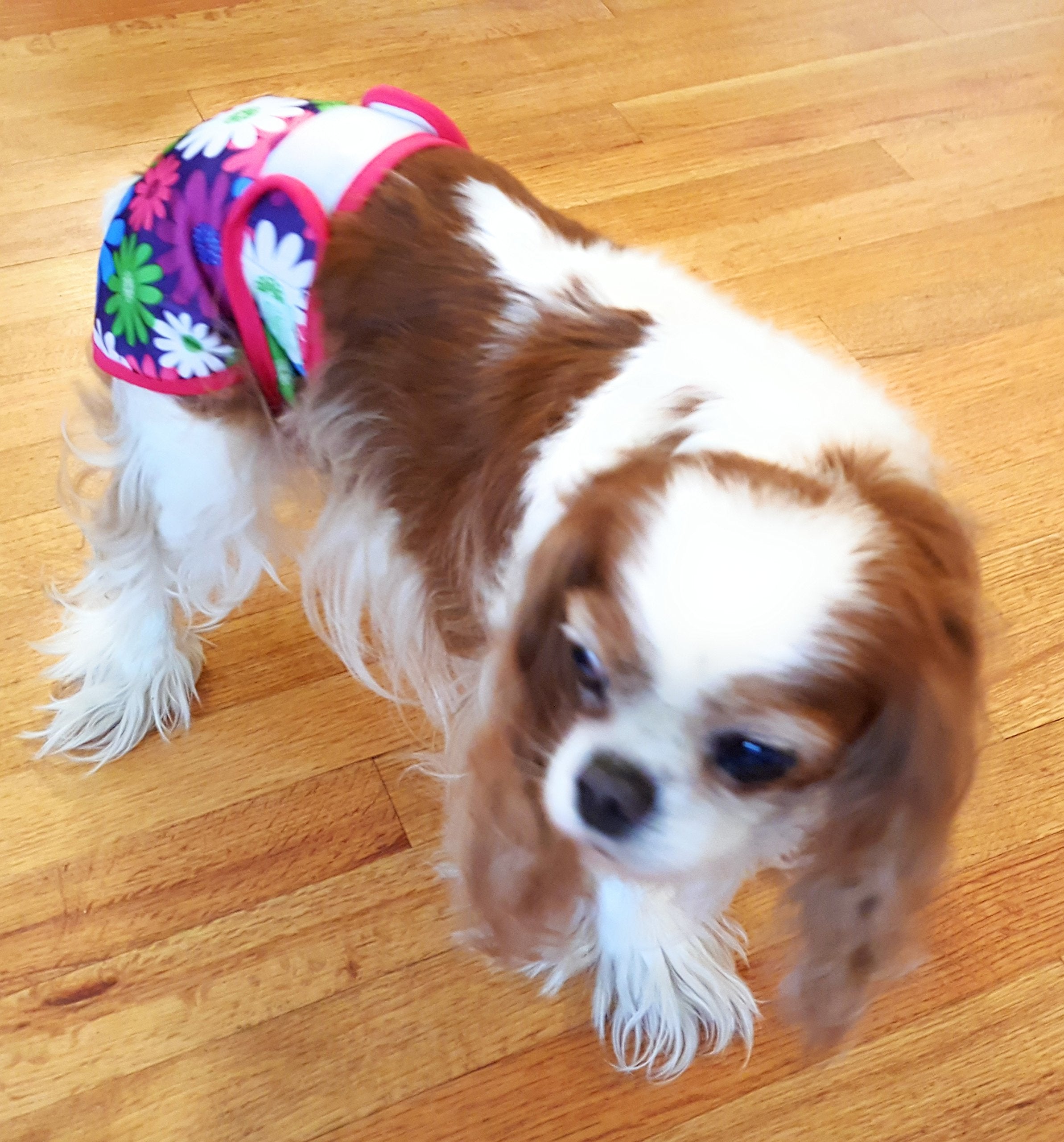 Dr. Judy Morgans Naturally Healthy Pets Washable Reusable Dog Diapers (Small)