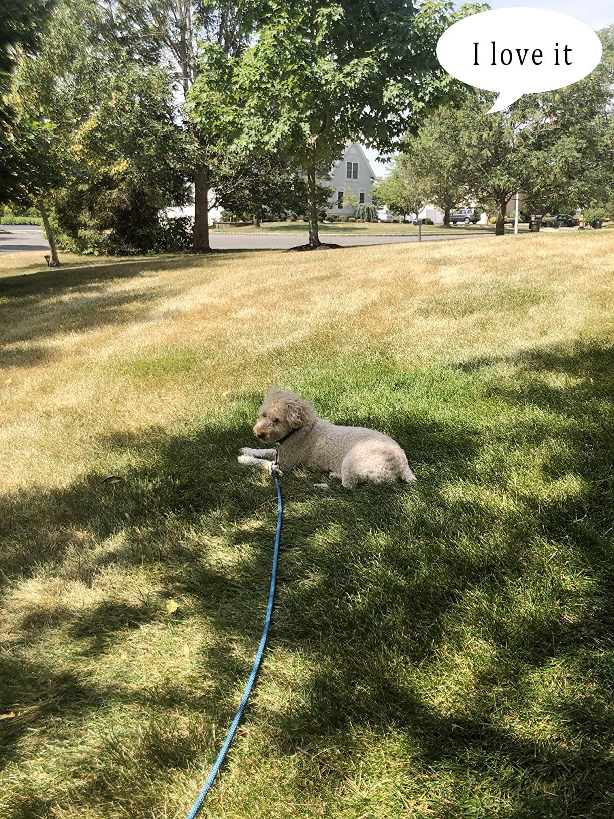 Yucforen Check Cord/Tie Out Long Rope Leash For Dog Training 15Ft 20Ft 26Ft 40Ft 60Ft 75Ft Obedience Recall Training Agility Lead For Large Medium Small Dogs Training, Camping, Playing, Backyard