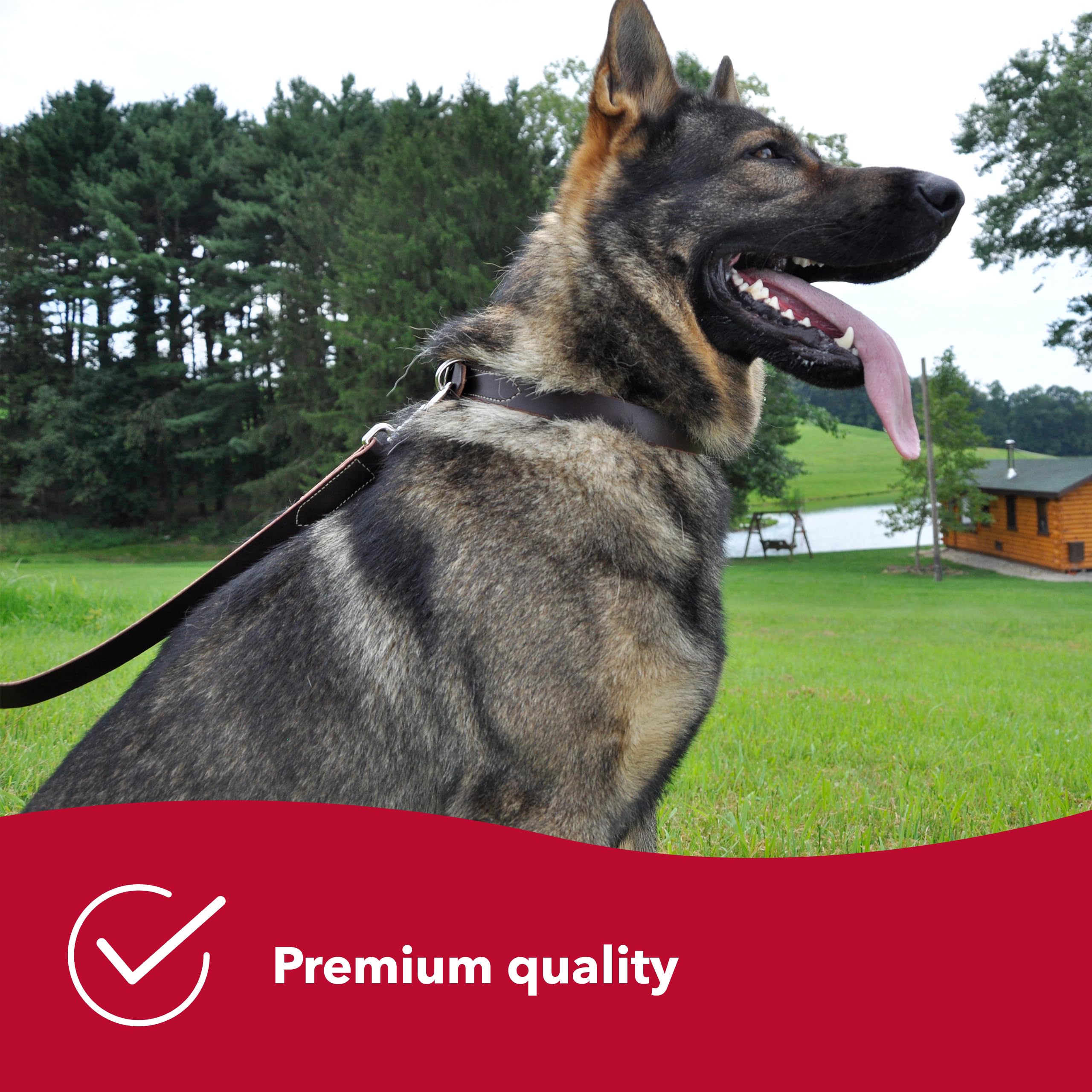 Coastal Pet - Circle T Latigo Leather Dog Leash - Comfortable And Weather-Resistant Dog Leash For Training - Perfecr For Puppies & Dogs - 5/8' X 6'