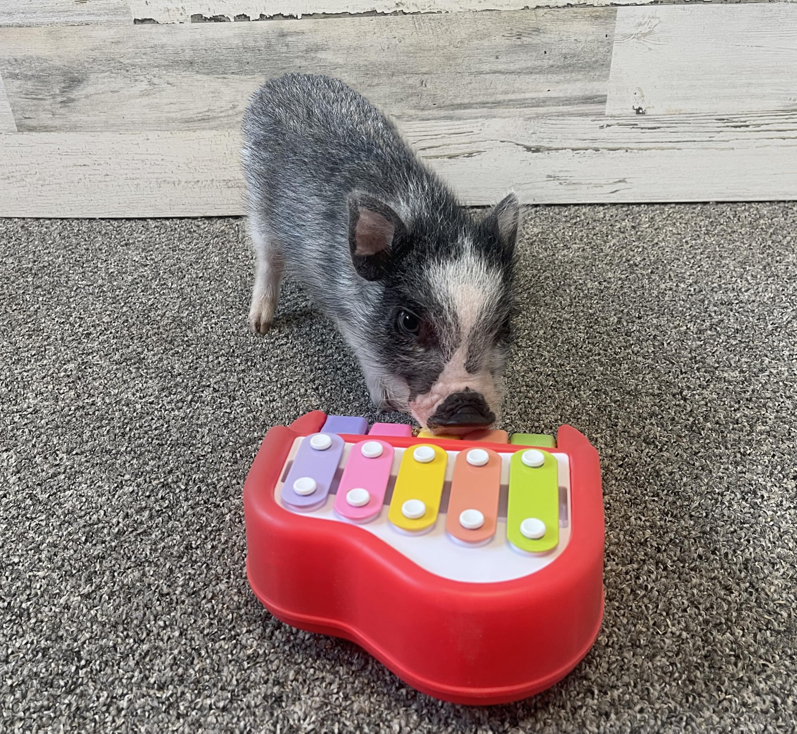 Small Piano For Dogs Pigs Rabbits Cats Or Other Small Animals Musical Chimes To Earn A Treat Training Aid For Reinforcing Positi