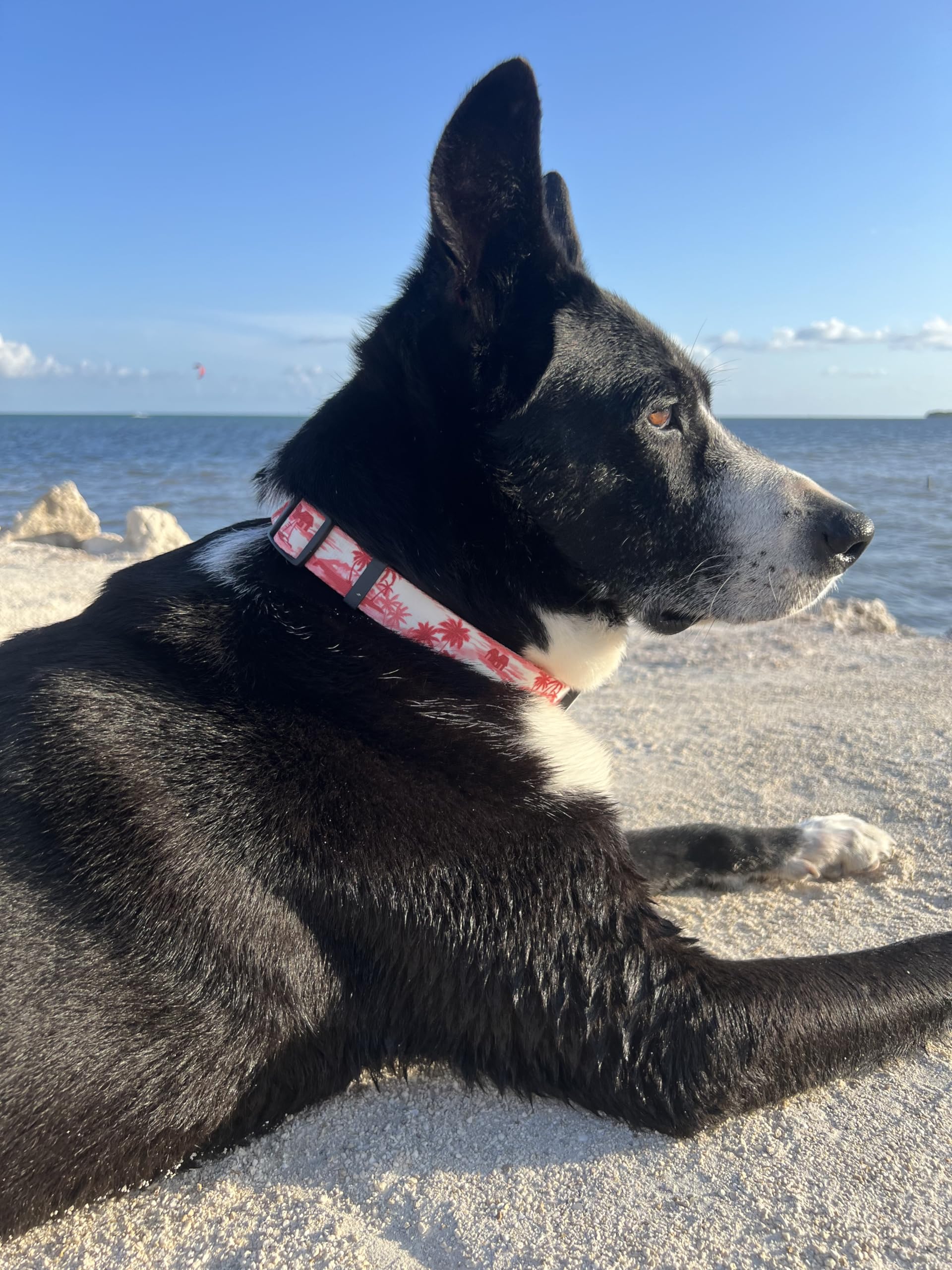 Shaka'S Salty Paws Boy & Girl Dog Collar Small Medium Large (Large Dog Collar Adj. 18''-26'' For Dogs 50-90 Lbs, Doggie Day Drea