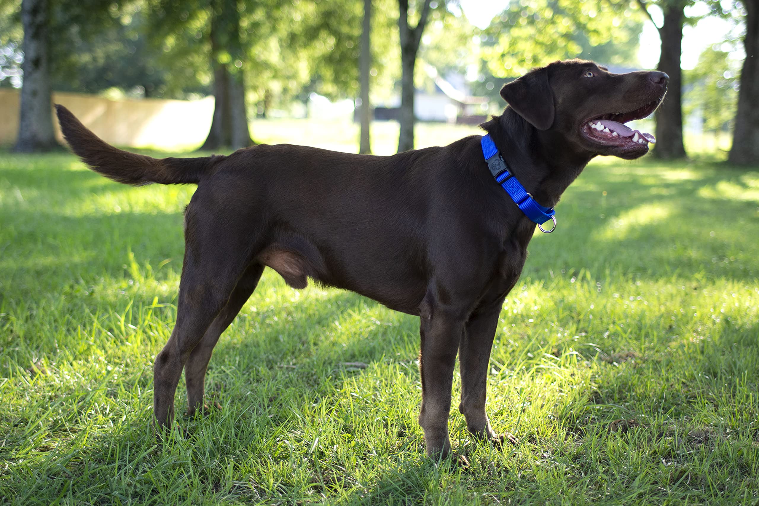 Country Brook Petz - Made In The Usa - Durable Nylon Martingale With Deluxe Buckle - 30+ Vibrant Color Options (Bright Royal Blue, 3/4 Inch, Small)