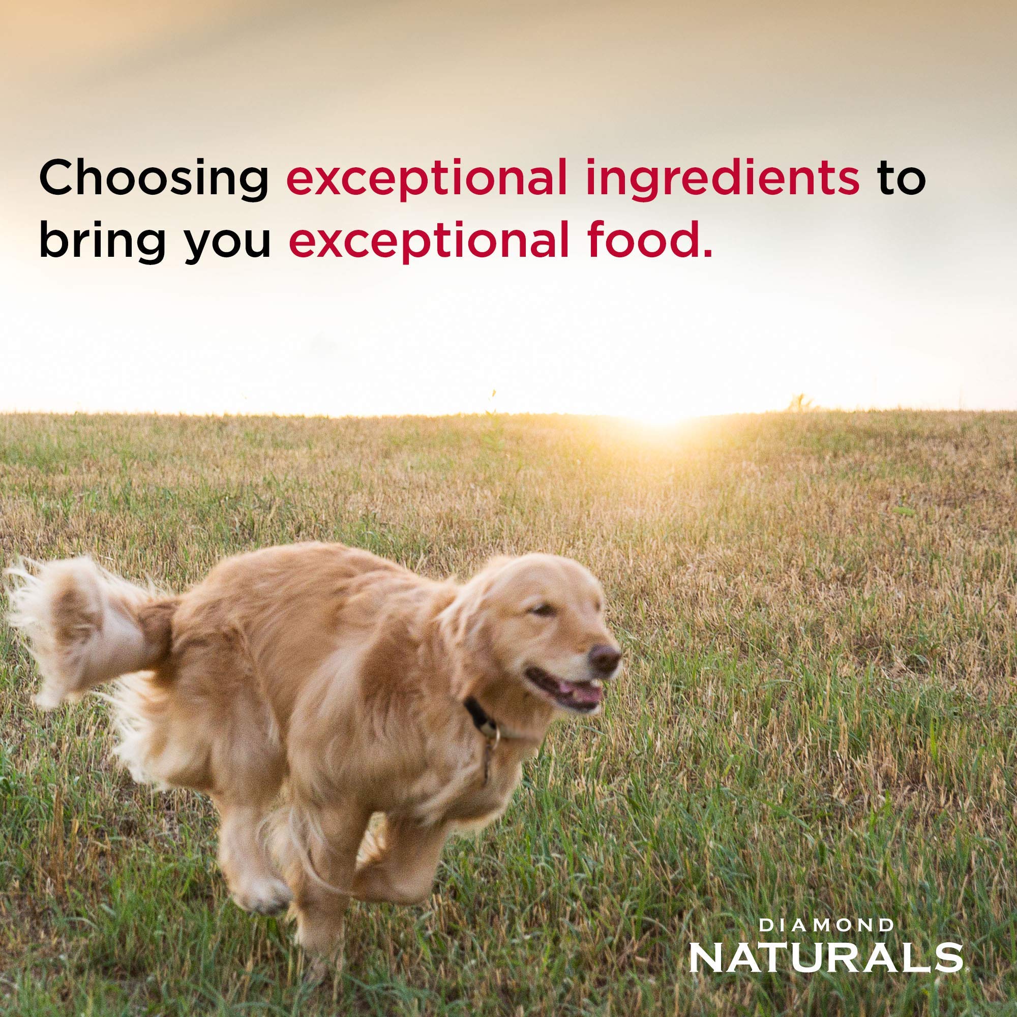 Diamond Naturals All Life Stages Chicken and Rice Formula Dry Dog Food Protein from Real Chicken, and Probiotics 40 Pound (Pack