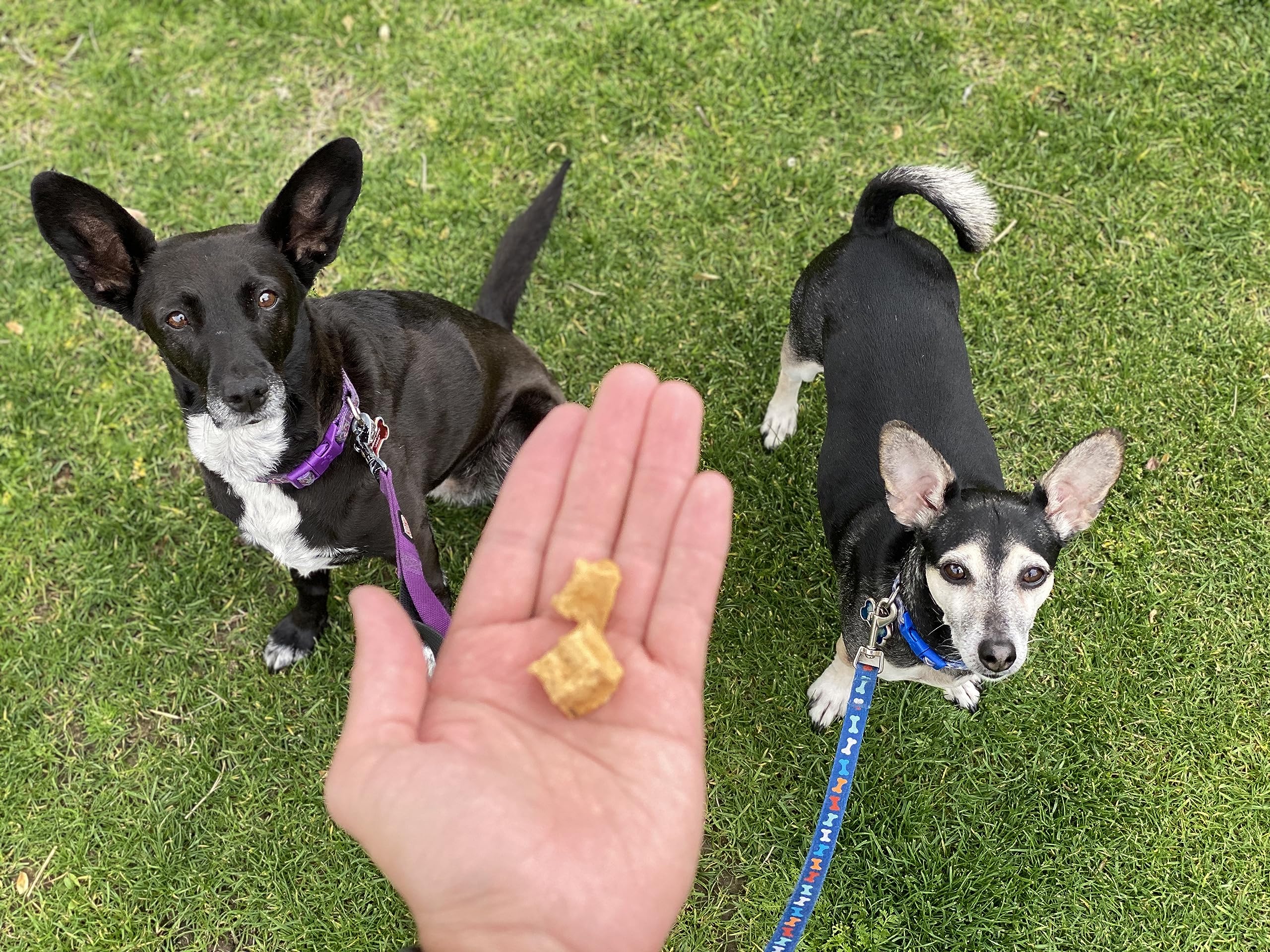 Redbarn Pet Products All-Natural Air Dried Fish Training Treats for Puppies & Dogs - Grain-Free Single Protein Rewards Made in U