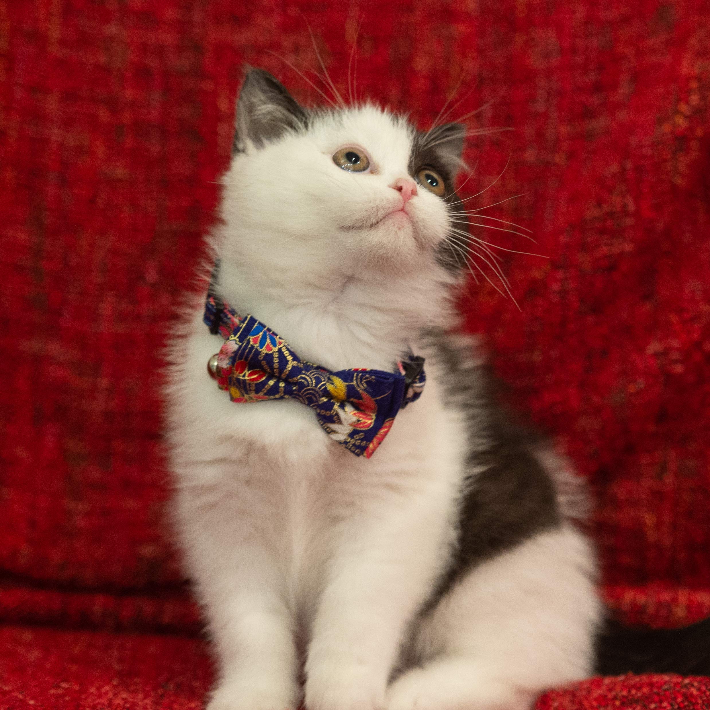 Gyapet Collar For Cat Pet Breakaway With Bell Bowtie Detachable Bow Adjustable Safety Kitten Puppy Girl Boy 2Pcs Navy Blue & Red