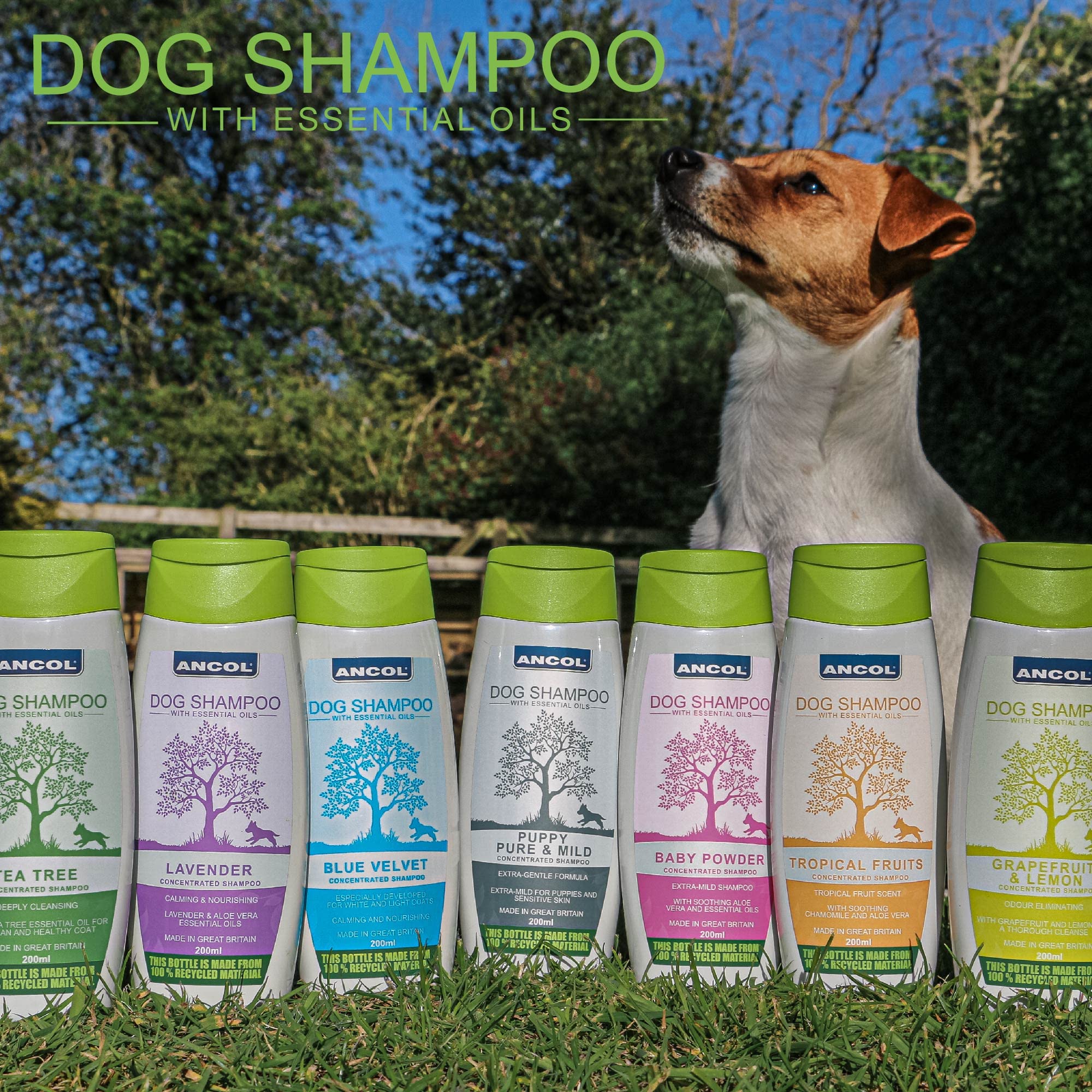 Ancol Tea Tree Dog Shampoo 200 Ml