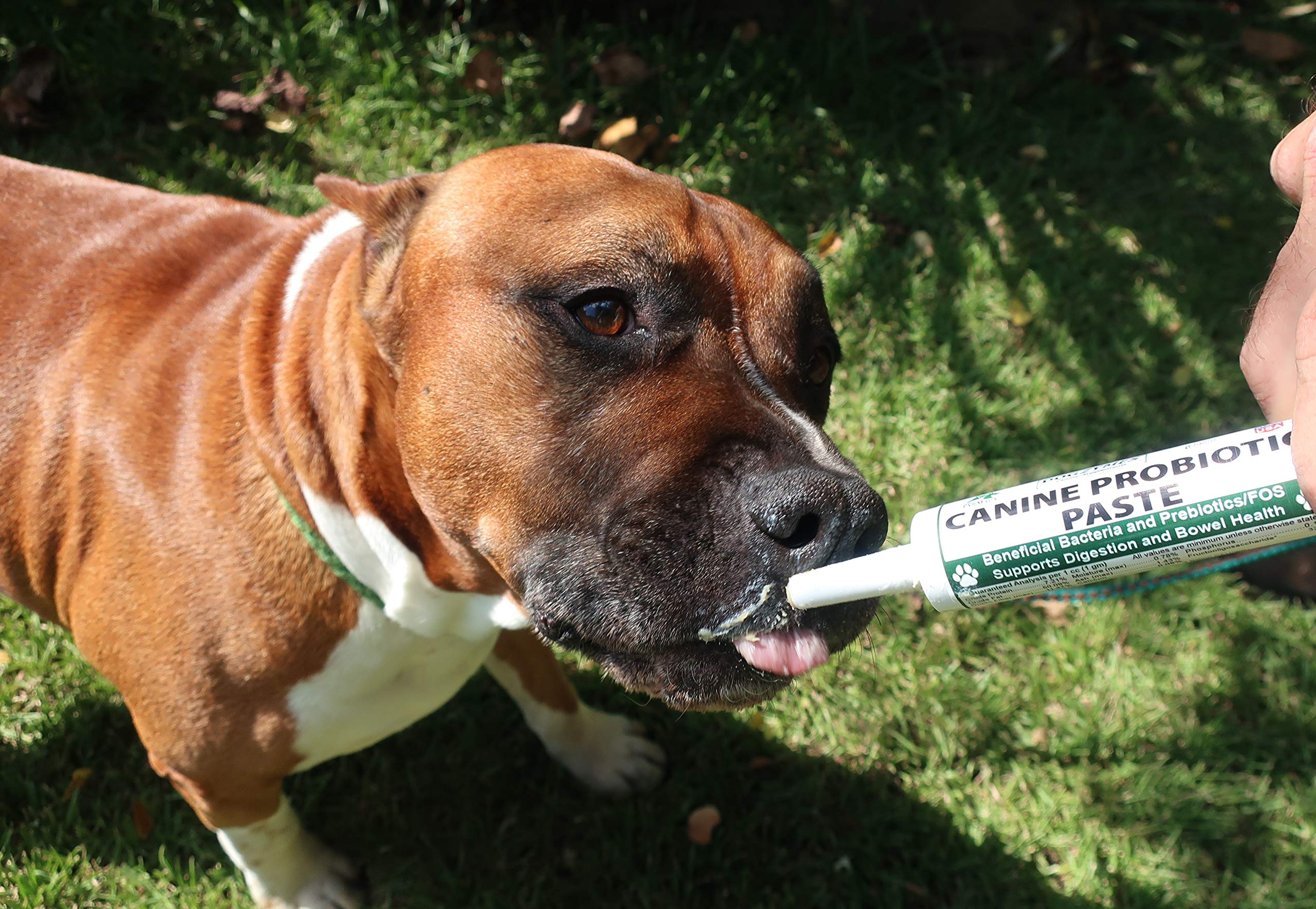 Dogzymes Canine Probiotic Paste Beneficial Bacteria-Enzyme 2.3 Billion CFU/gm Saccharomyces boulardii Organic Dried Honey Powder