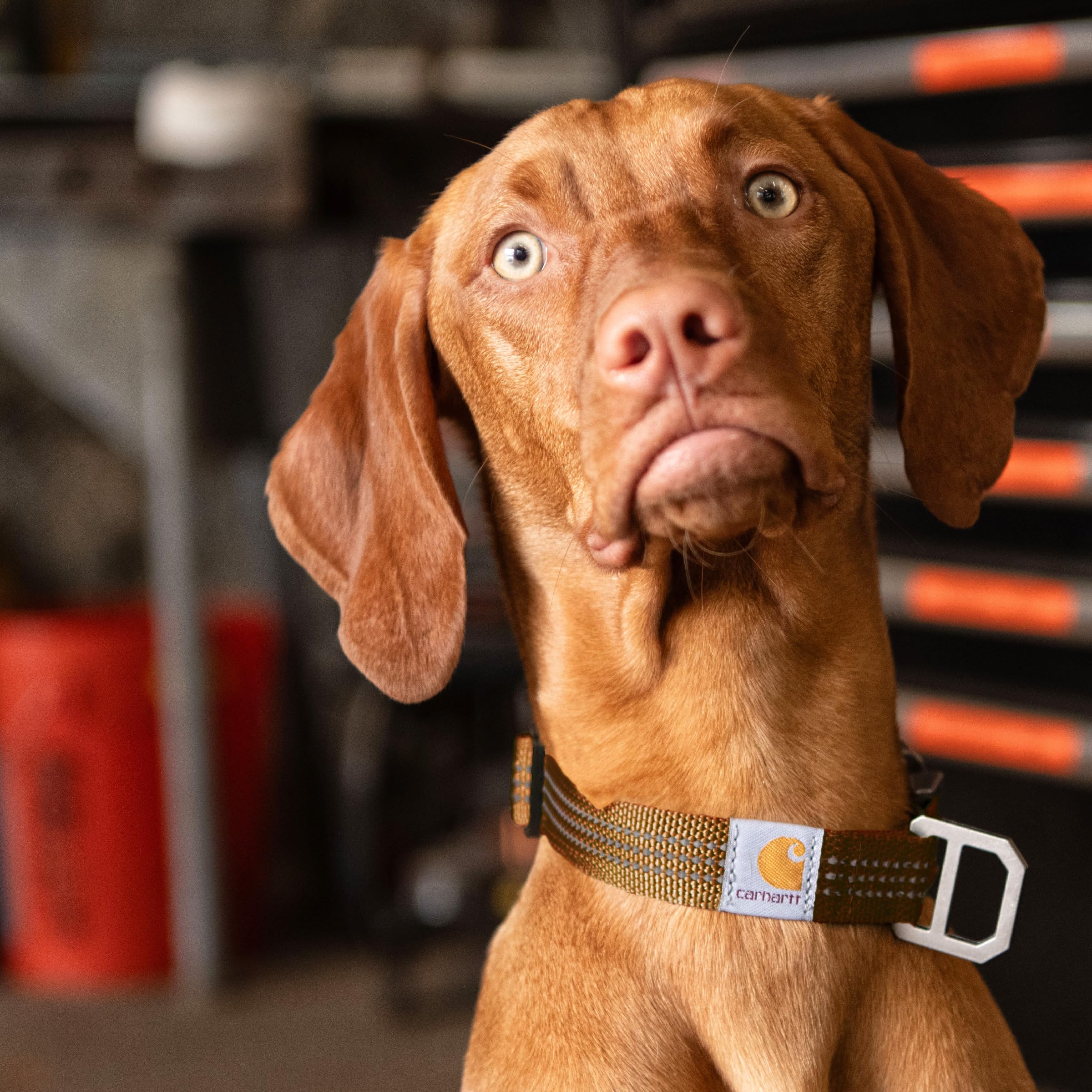 Carhartt Dog Collar Brown/Brushed Brass, Medium