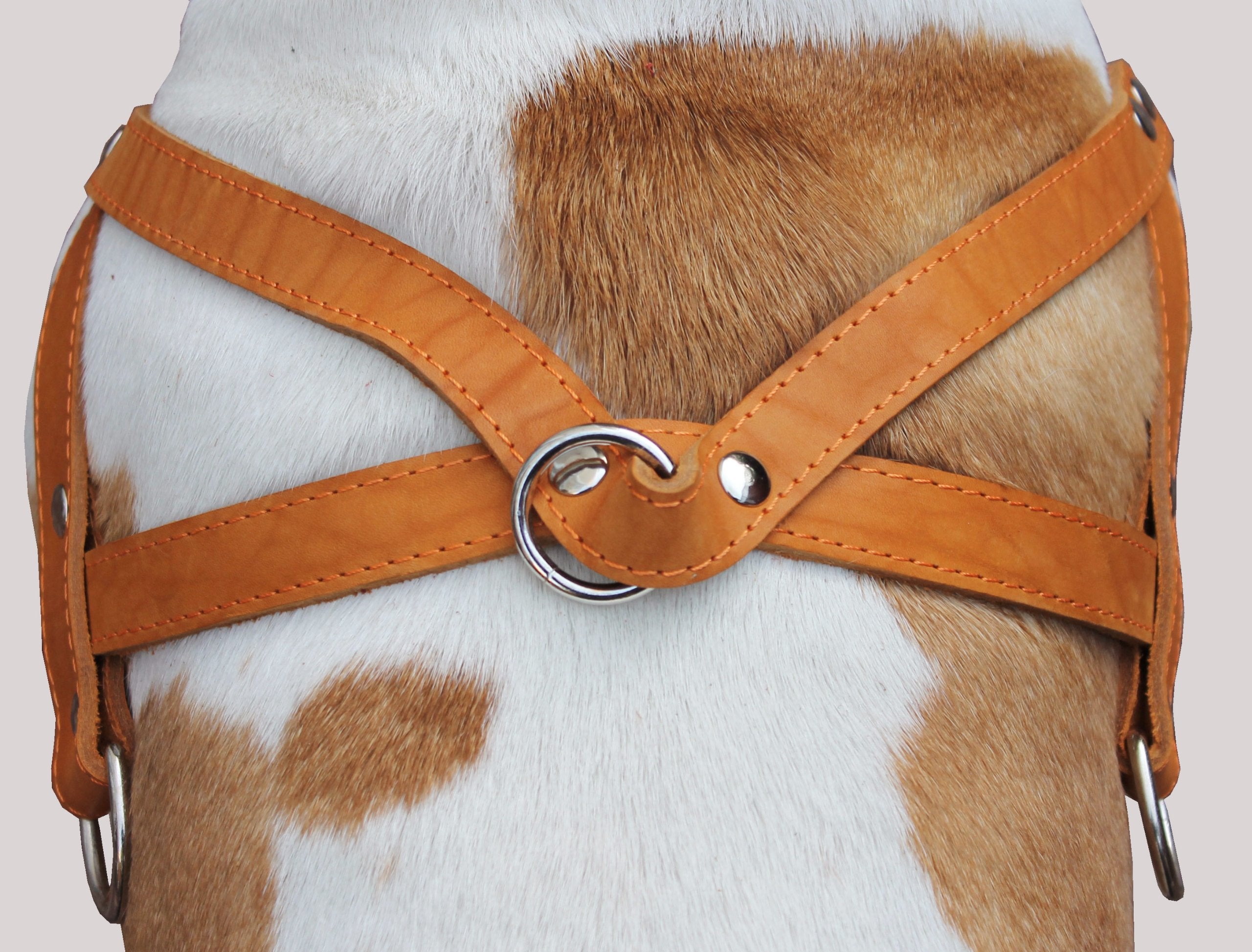 Tan Leather Dog Pulling Walking Harness Large. 31'-35' Chest, 1.5' Wide Straps