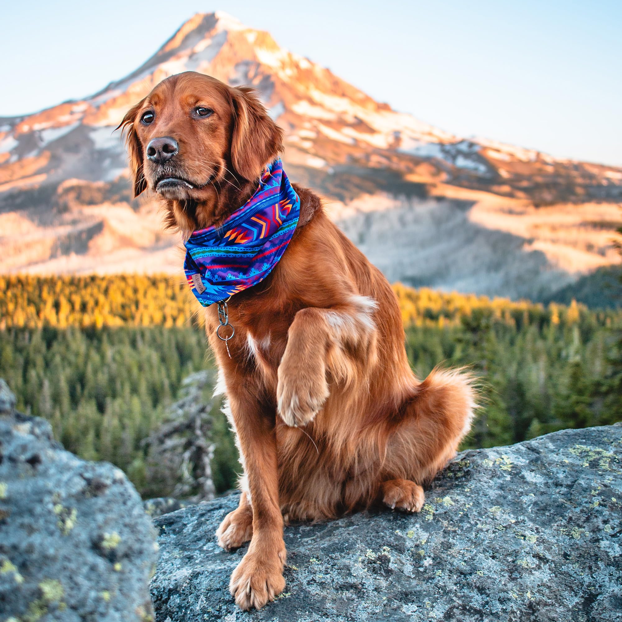Wilderdog Dog Bandana With Lightweight Quick Drying Poly-Blend Mesh Material In Big Sky