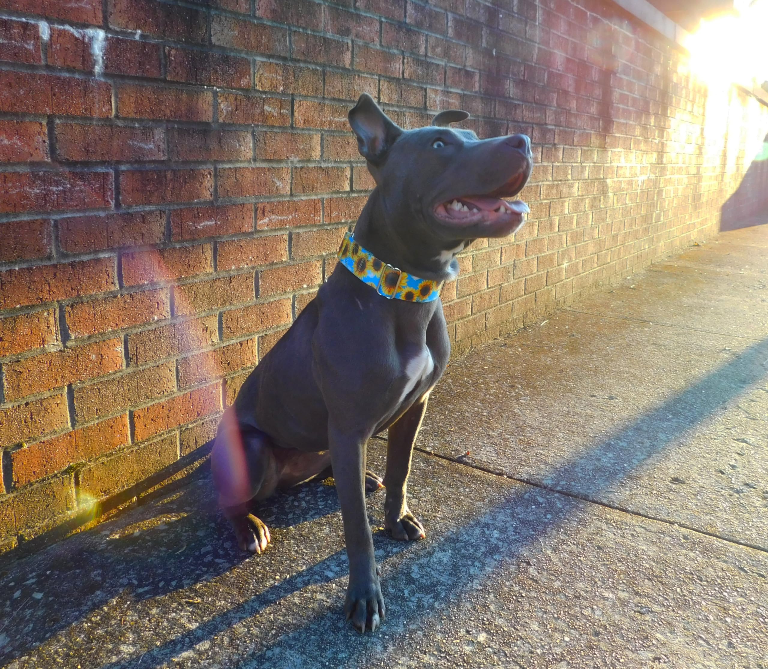 Country Brook Petz - Premium Sunflowers Dog Collar And Leash - Floral Collection With 8 Charming Designs (1 Inch, Large)