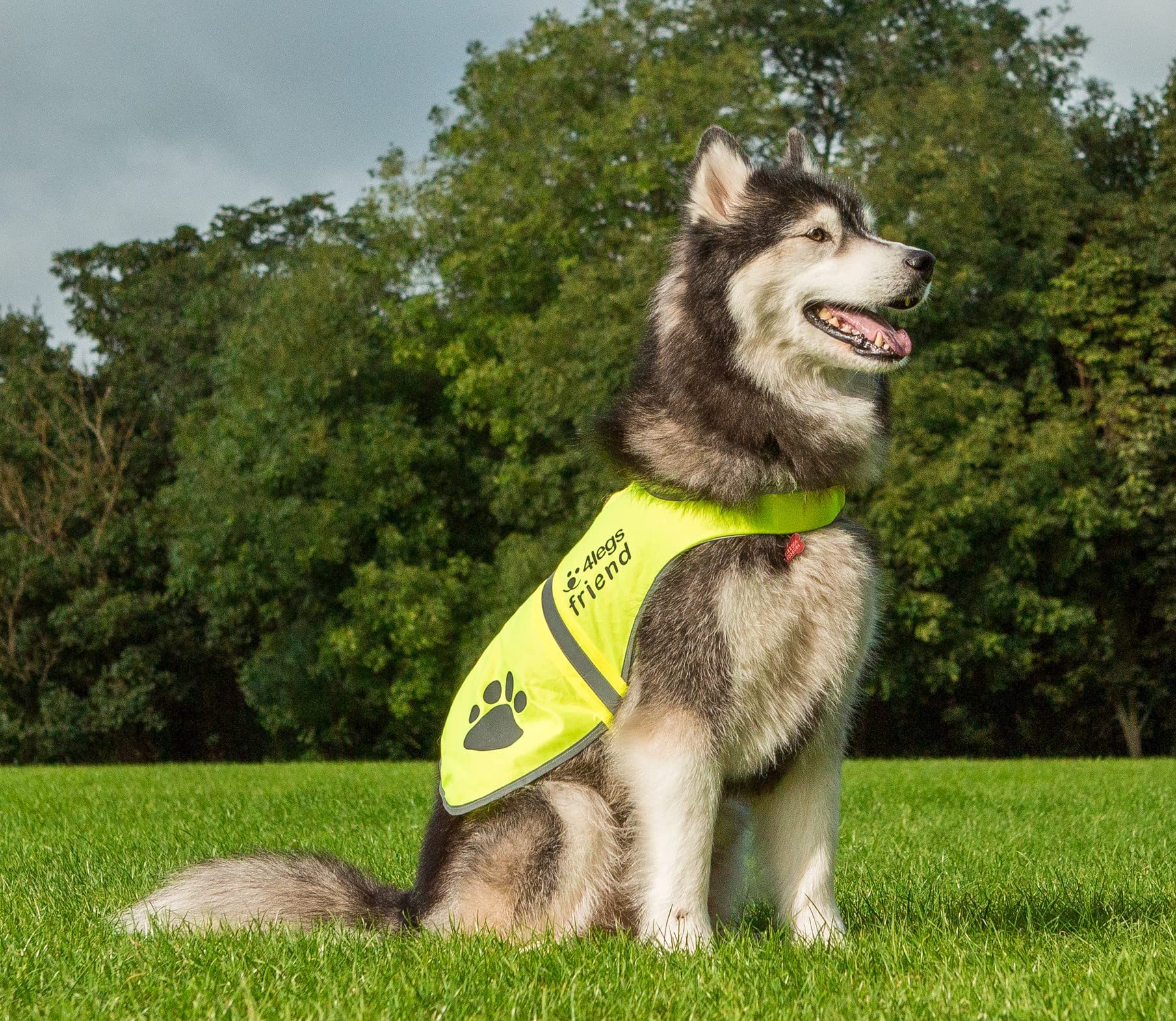 4LegsFriend Safety Reflective Vest for Dogs - High Visibility for Outdoor Activity Day and Night, Protect Your Pet from Cars & H
