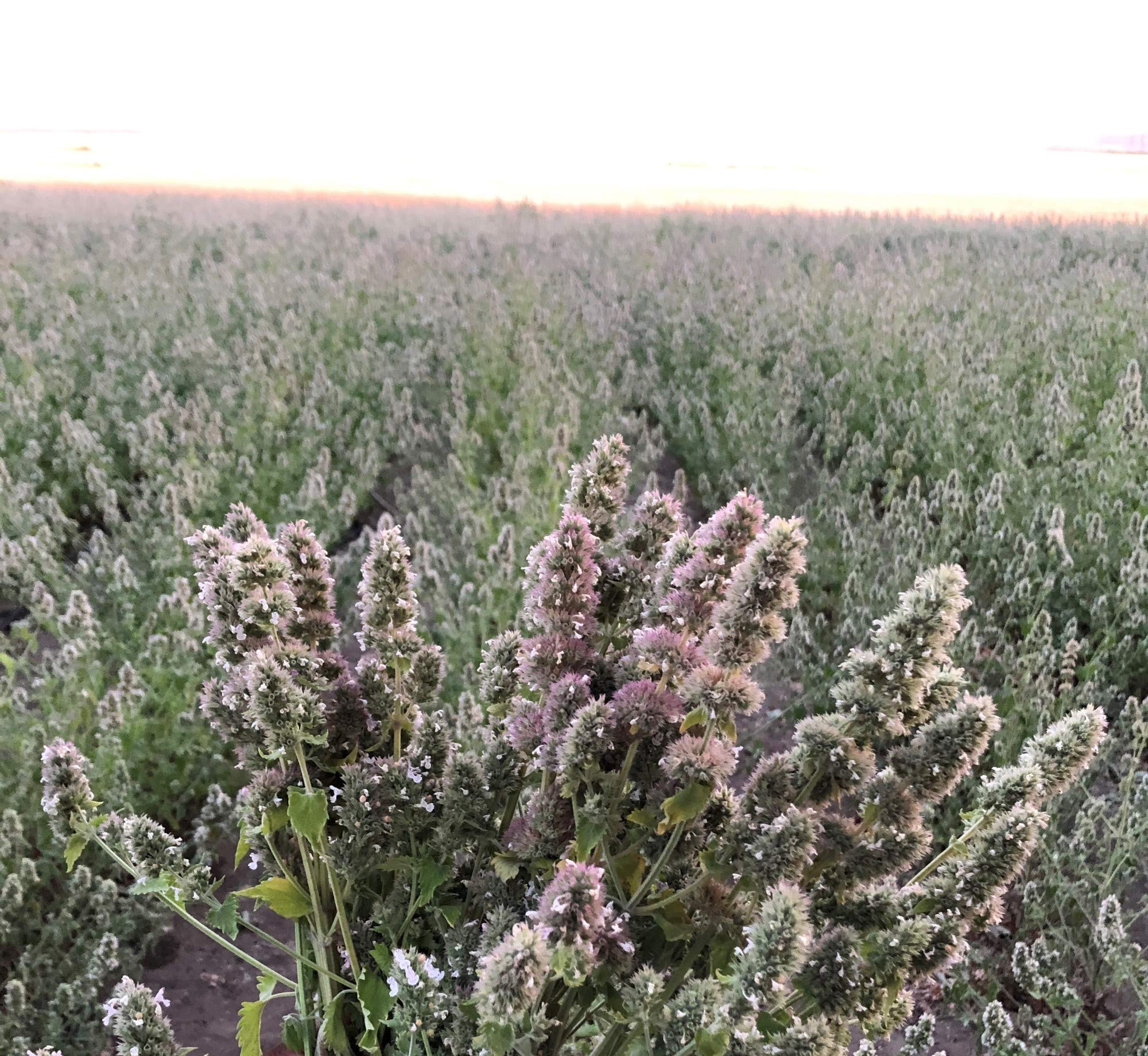 from The Field | Catnip Tea Bags | Ultimate Blend of Catnip & Silver Vine | Biodegradable, Non-GMO, Chemical-Free Refill Packs f