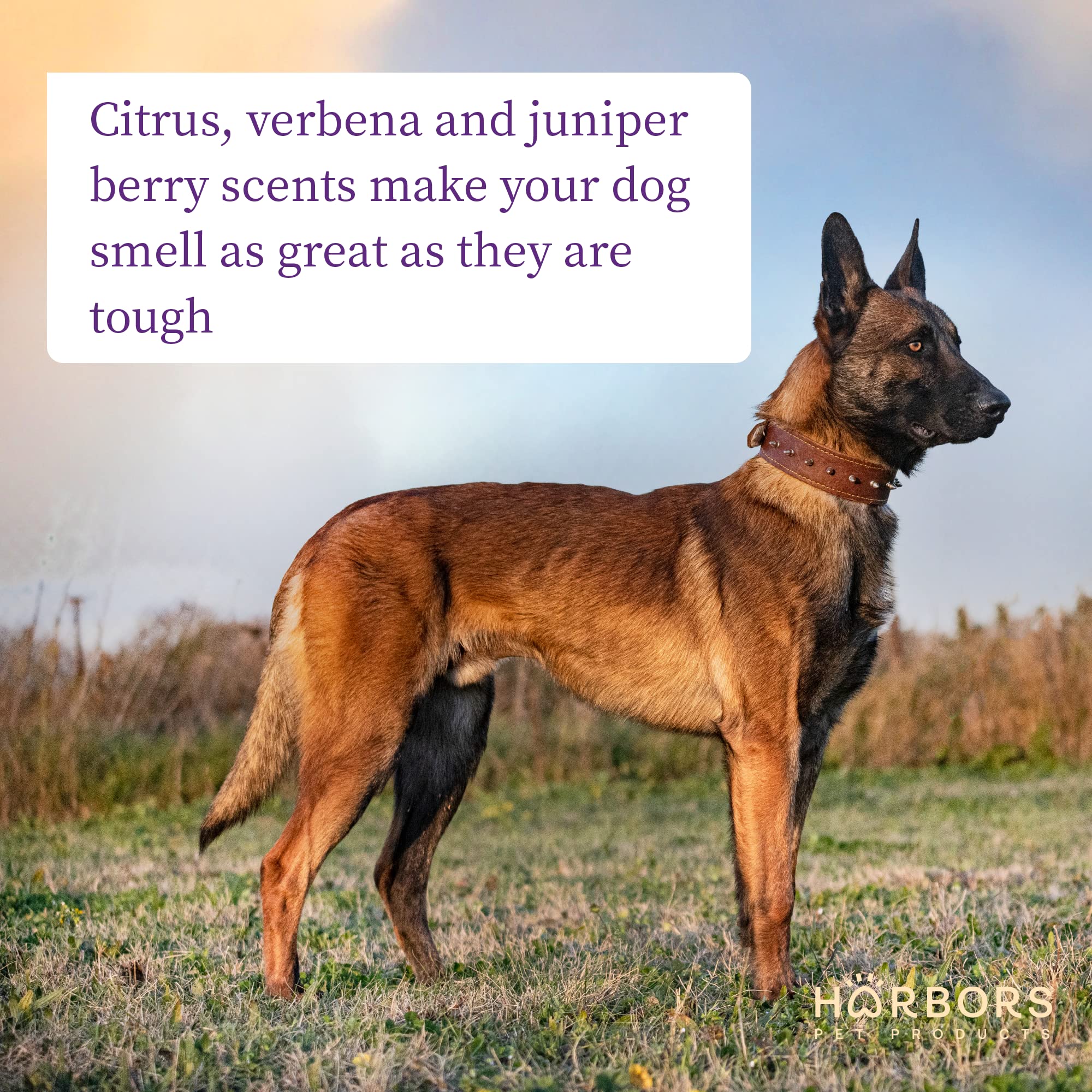 Harbor'S Bad Dog Cologne