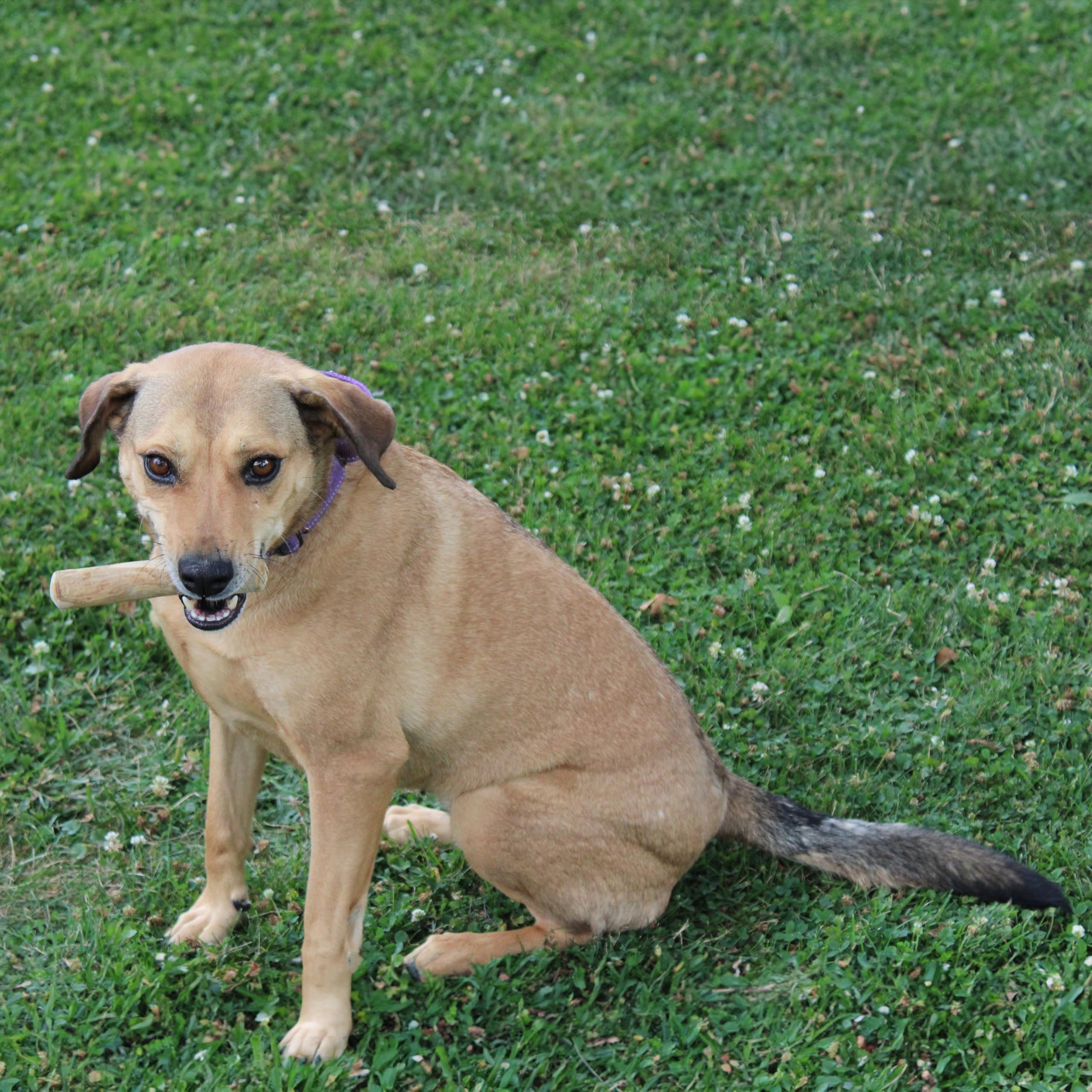 Spot Coffee Wood Dog Chew Toy ?100% Natural & Sustainably Sourced Non-Splintering Wood From Coffee Plants, Long Lasting, Durable Toy For Aggressive Chewers, For Small Dogs And Puppies Up To 22Lbs