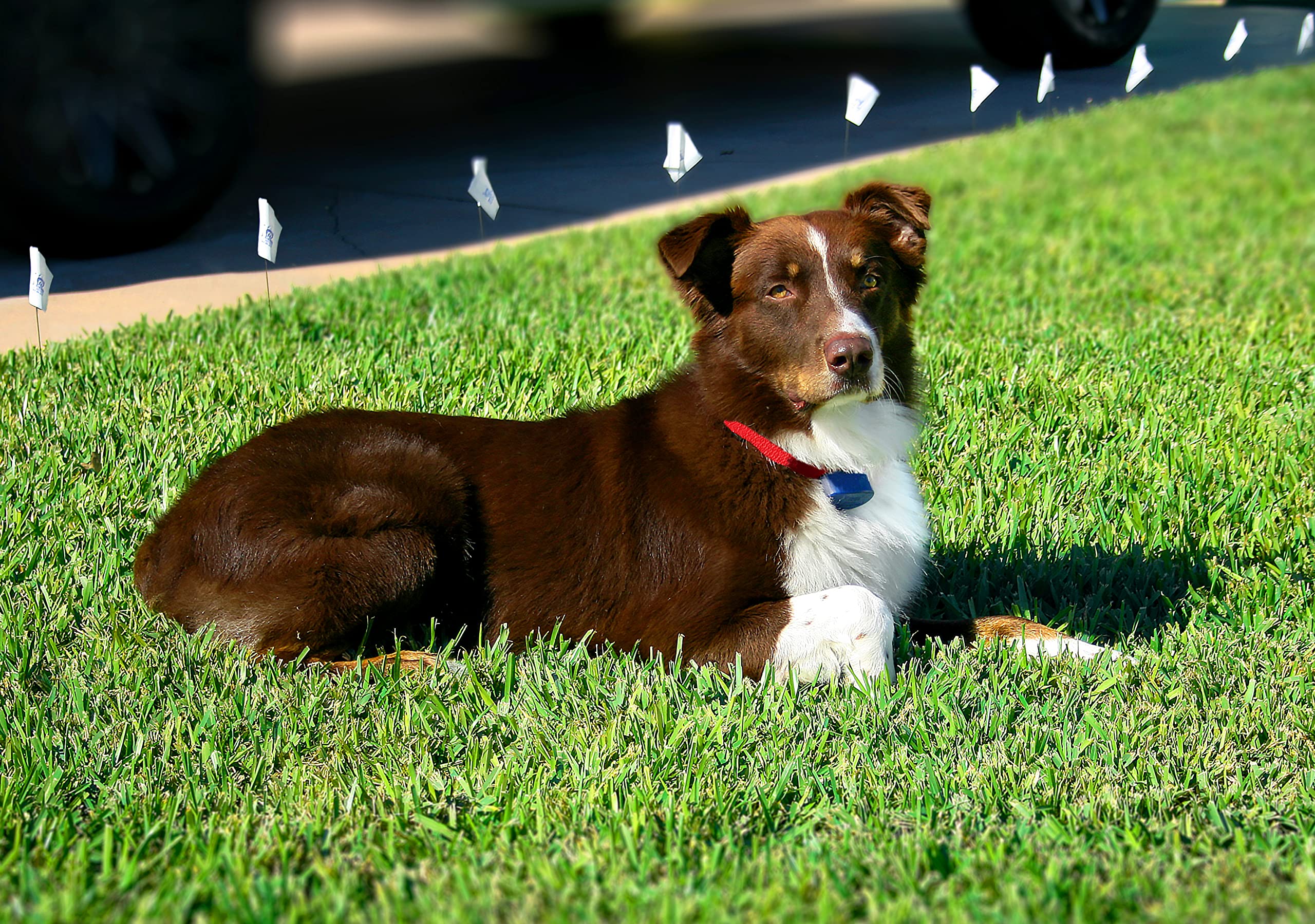 Extreme Dog Fence Active Additional Fence Dog Collar With Large And Medium Set Of Comfort Contacts For Dogs And Puppies Of All H