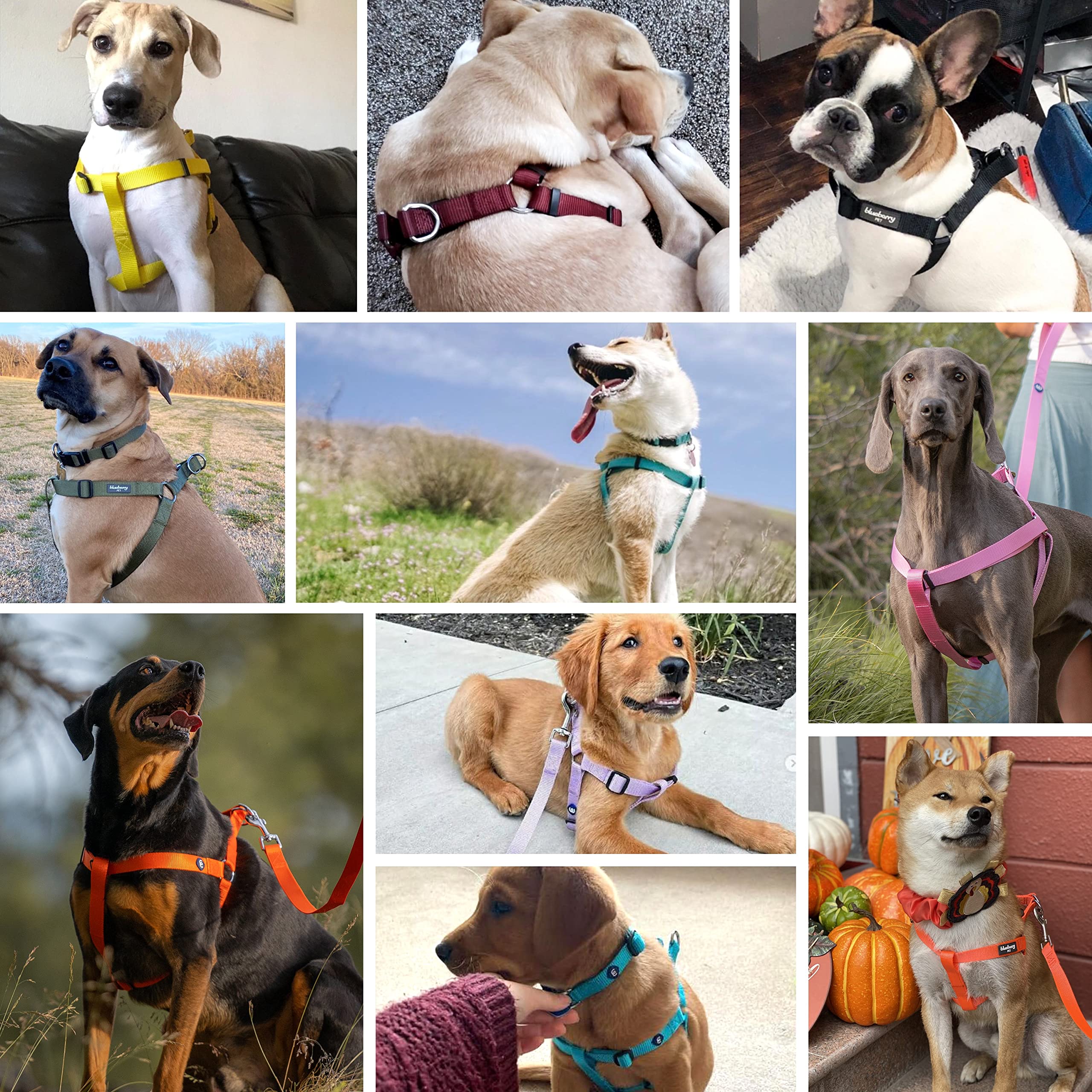 Blueberry Pet Essentials 2022 New Classic Durable Solid Nylon Step-In Dog Harness, Chest Girth 20'' - 26'', Orange Vermilion, Me