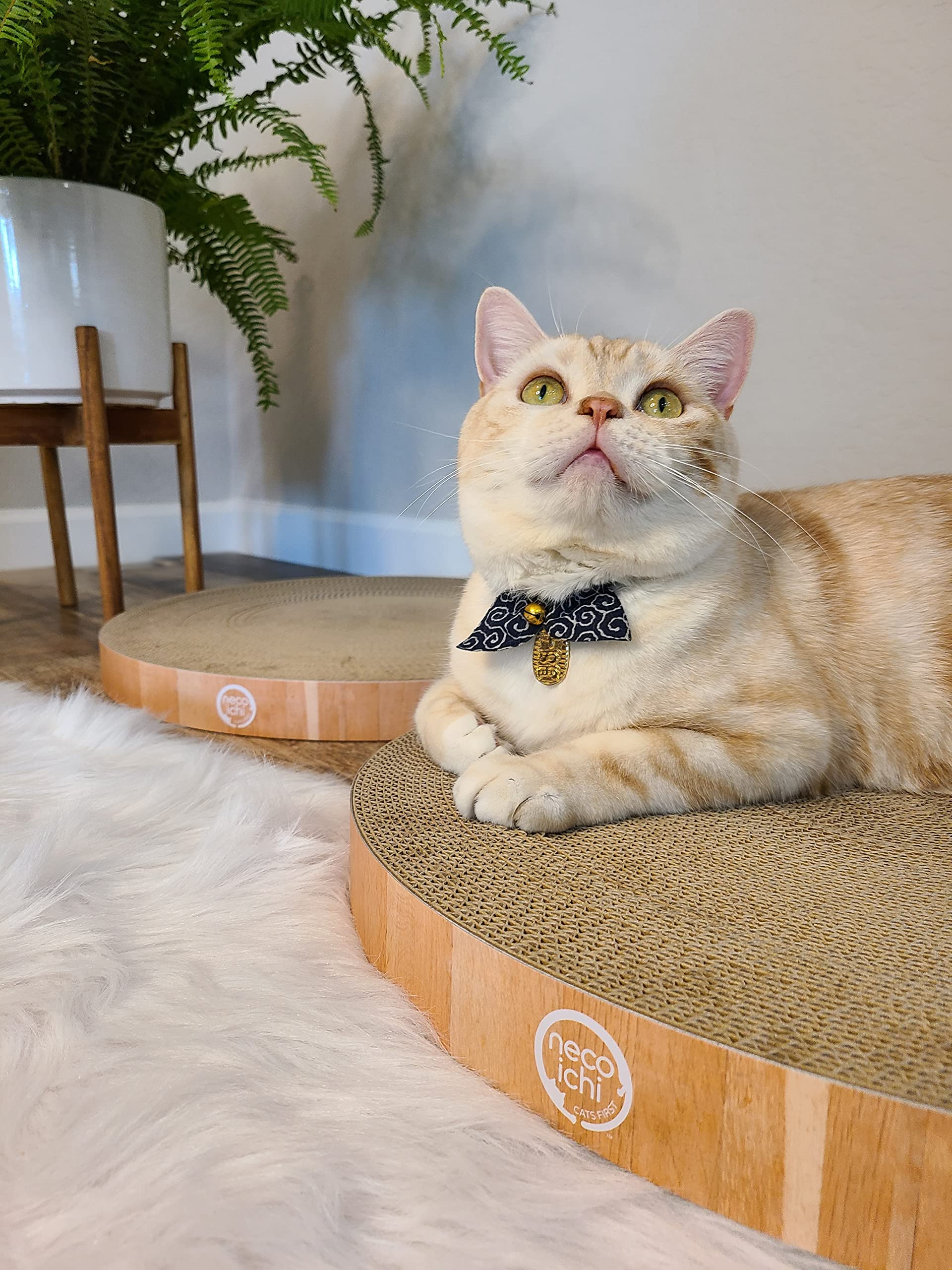 Necoichi Cat Scratcher Bowl Replacement For Indoor Cats - Cat Scratching Lounger With Reversible Usability And Extra Comfort For Lounge, Cardboard Bed Couch / (Regular, Oak)