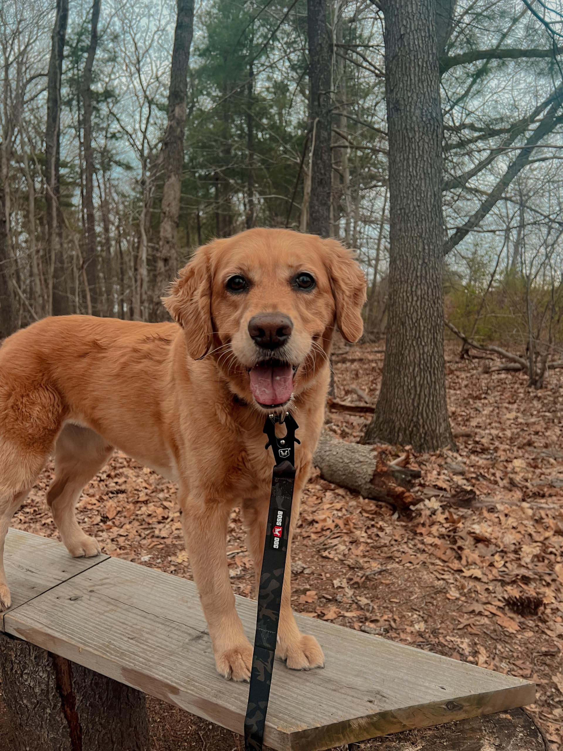 Boss Dog Tactical Leash, Black Camo, 4 Ft