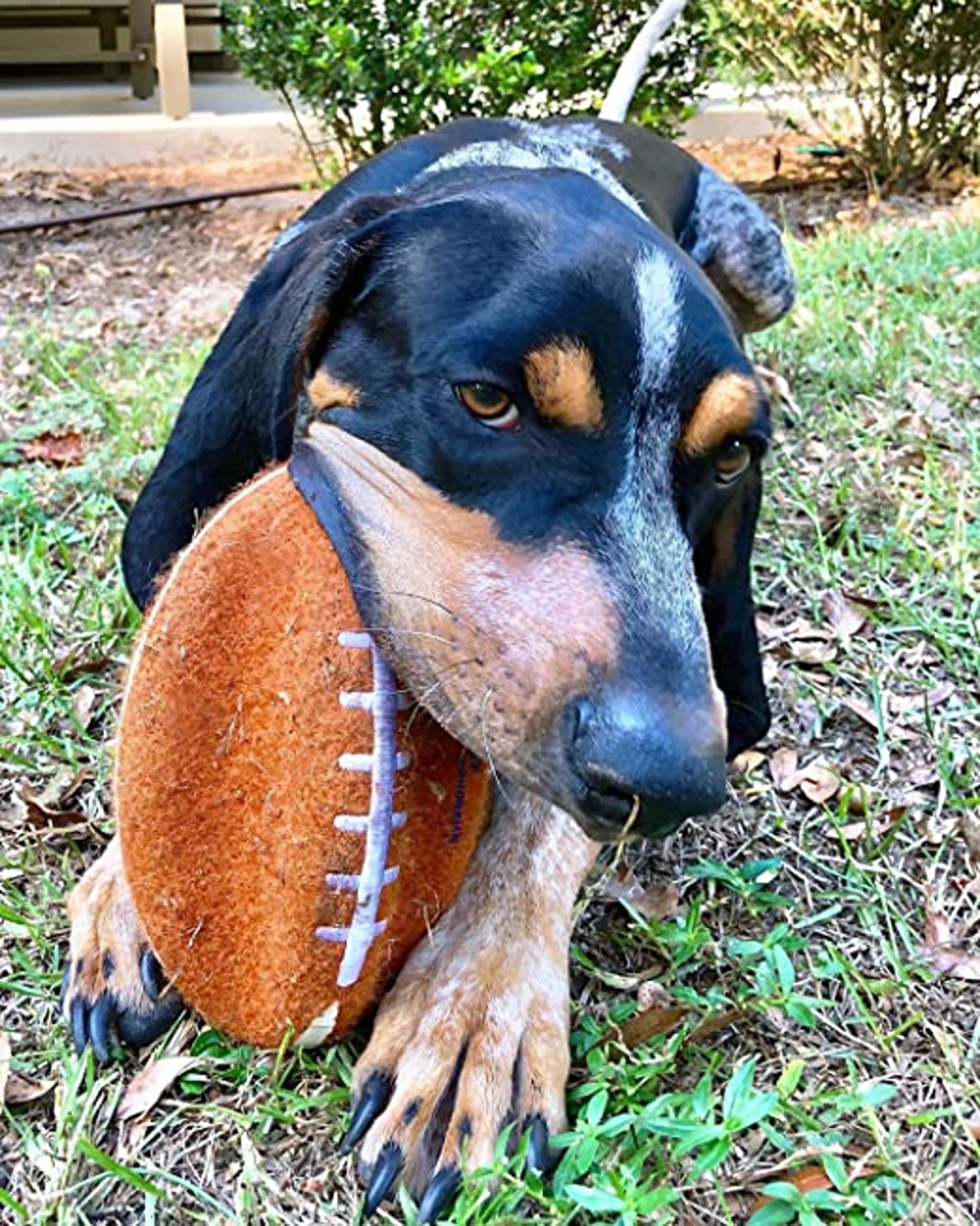 Nylabone Power Play Felt Football Gripz Fetch Toy, Squeaky Ball Chew Toy For Dogs, Medium (1 Count)