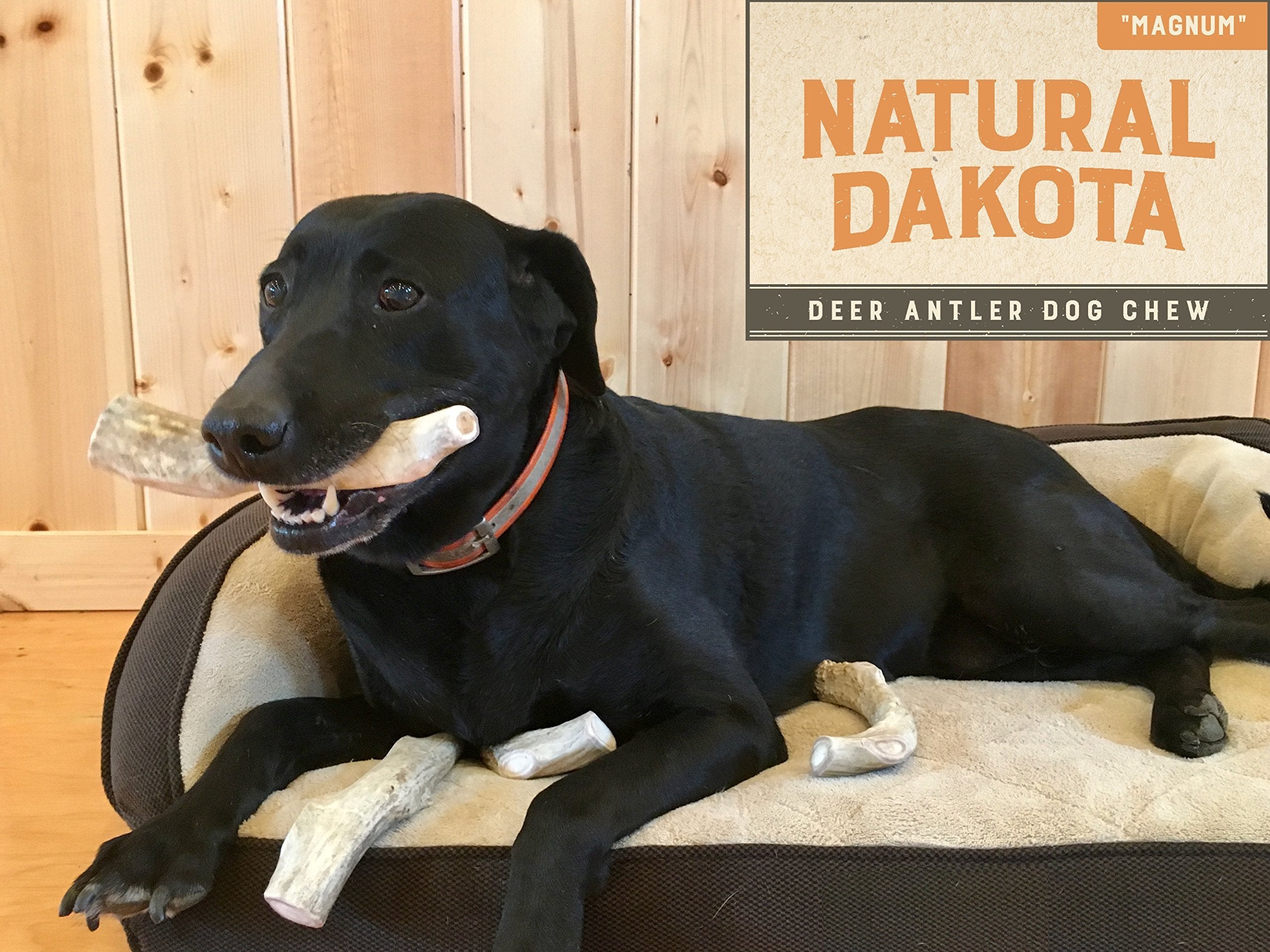 Natural Dakota Premium Deer Antler Chew Toys (X-Large) Magnum