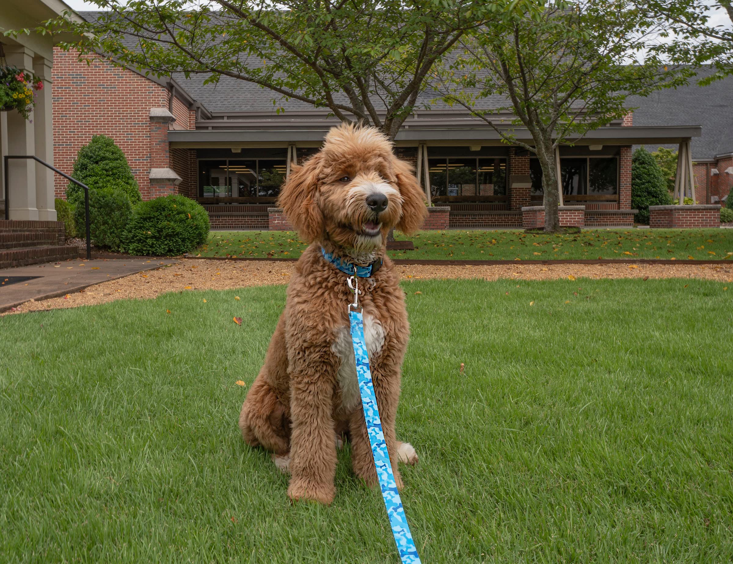 Country Brook Petz - Blue Bone Camo Deluxe Dog Collar - Made In The U.S.A. - Camouflage Collection With 16 Rugged Designs (1/2 I