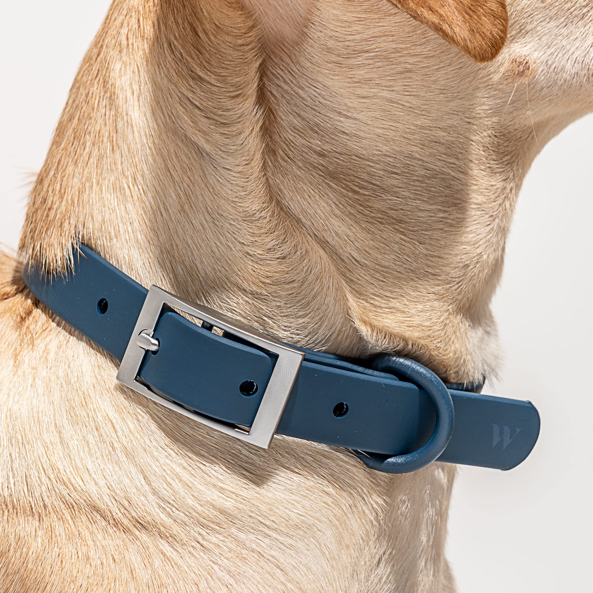 Wild One Navy Dog Collar, Medium