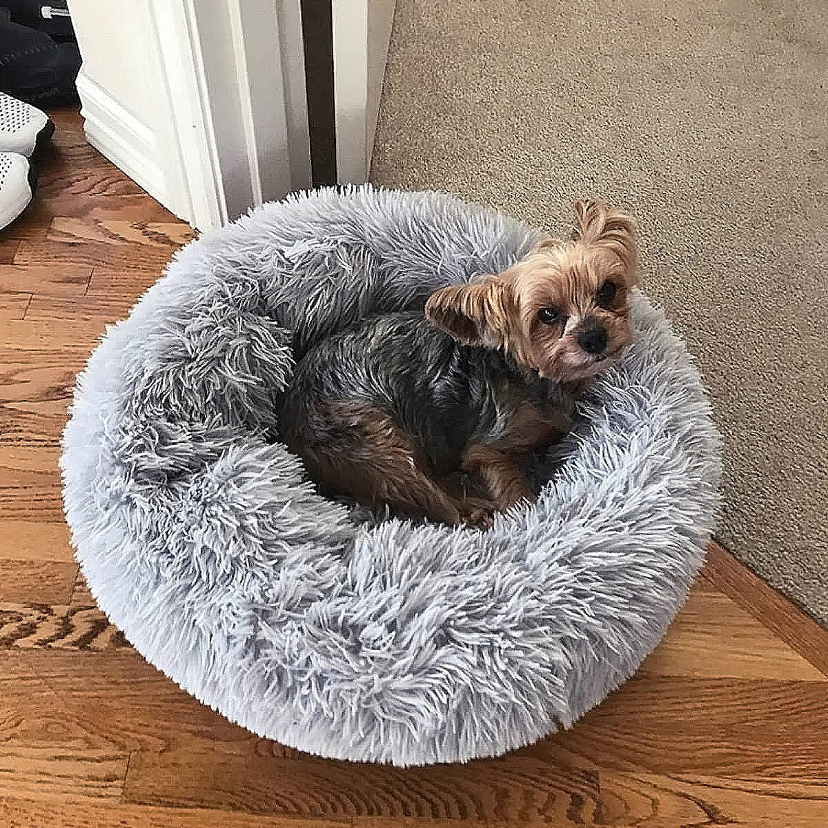 Nononfish Dog Bed For Small Dogs