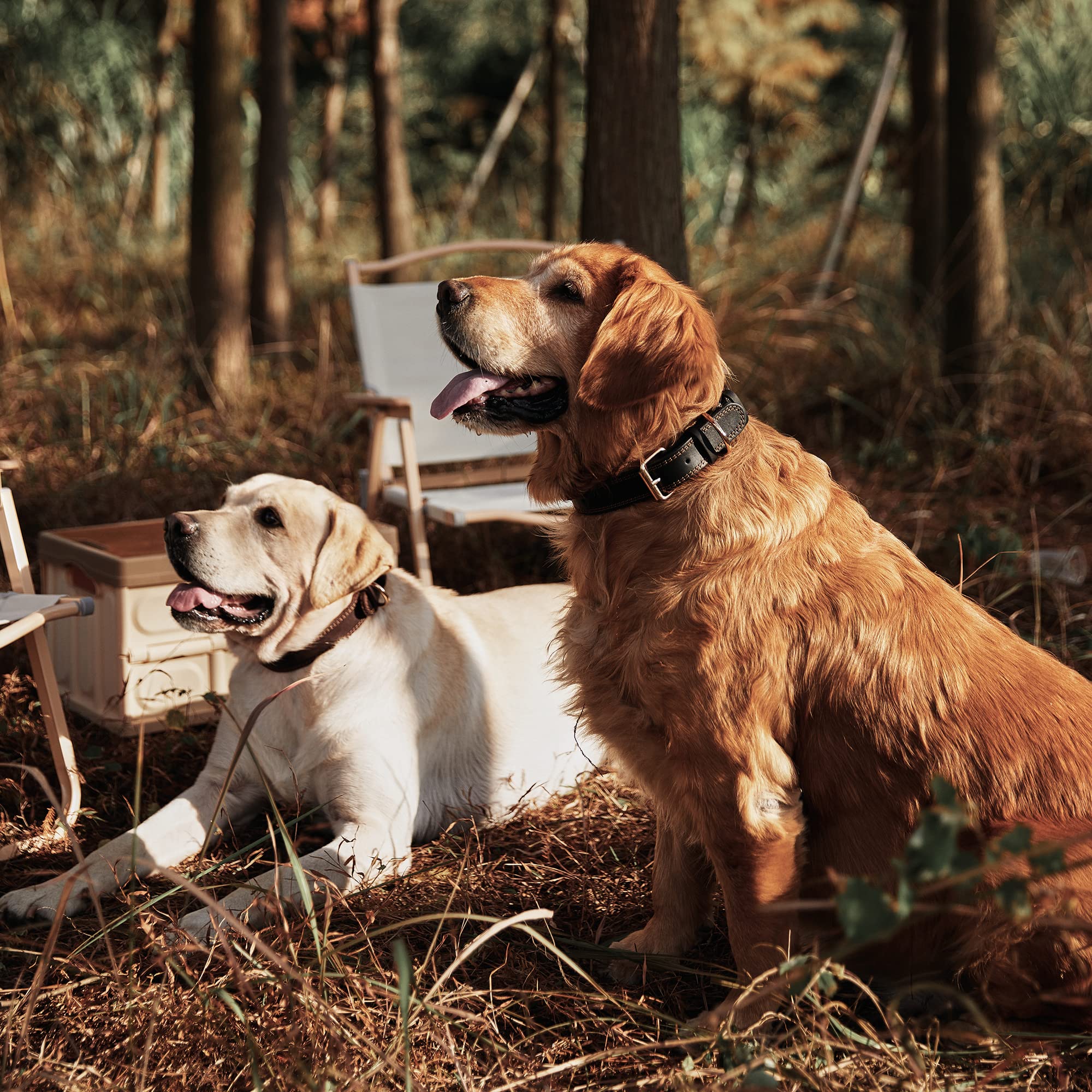 Daihaqiko Genuine Leather Heavy Duty Wide Dog Collar For Small, Medium, Large & Extra Large Dogs (S: 0.8'' Wide For 13.4''-15.8'